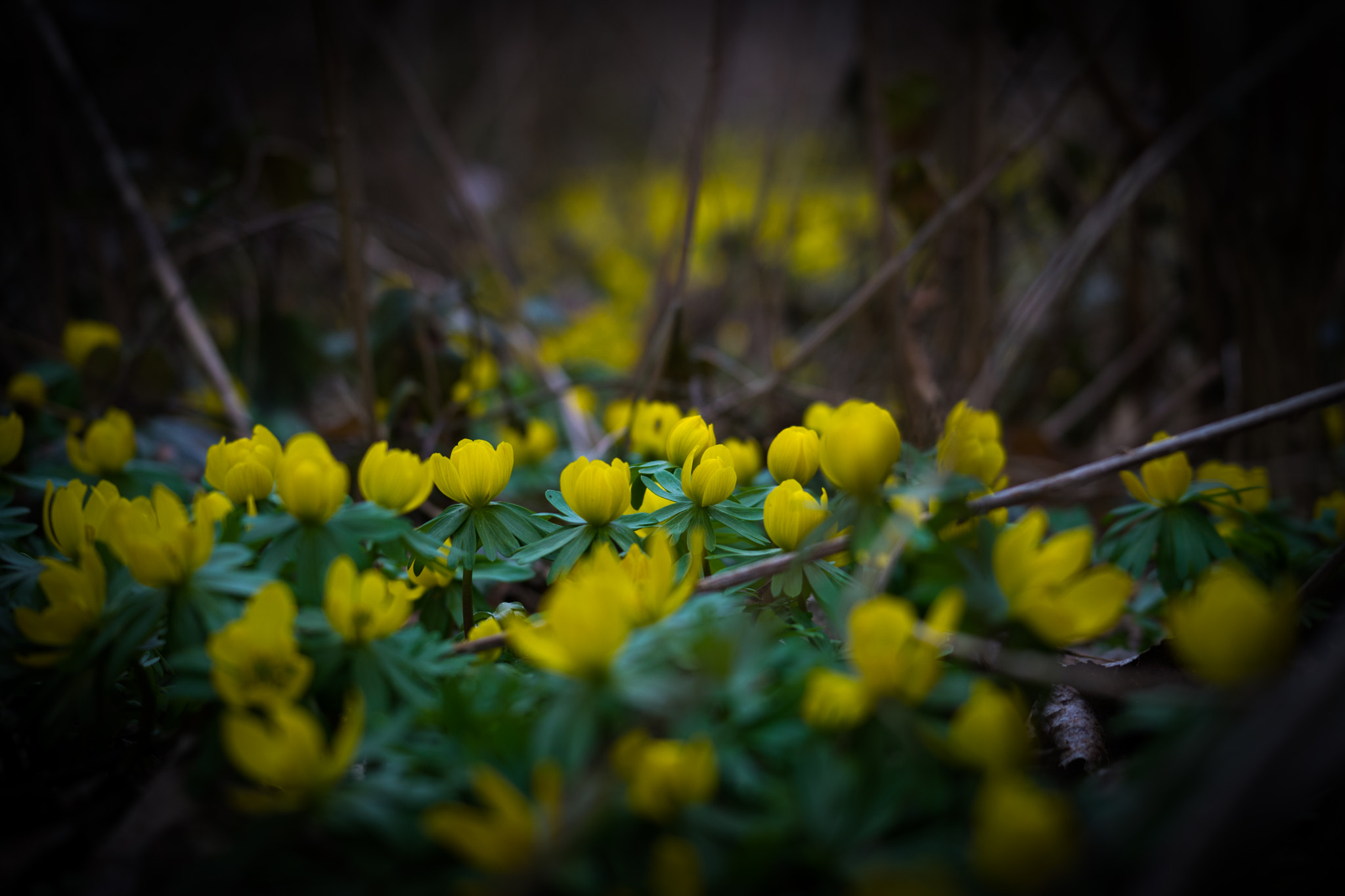 Sony FE 70-300mm F4.5-5.6 G OSS sample photo. Yellow spring flowers photography