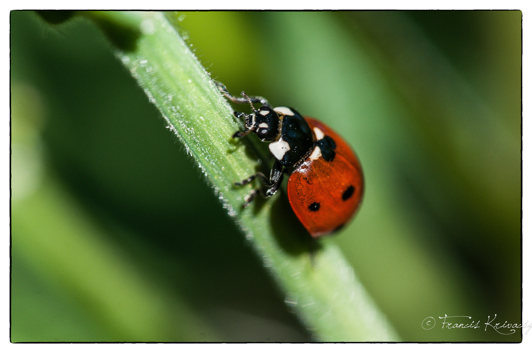 Sigma 105mm F2.8 EX DG OS HSM sample photo