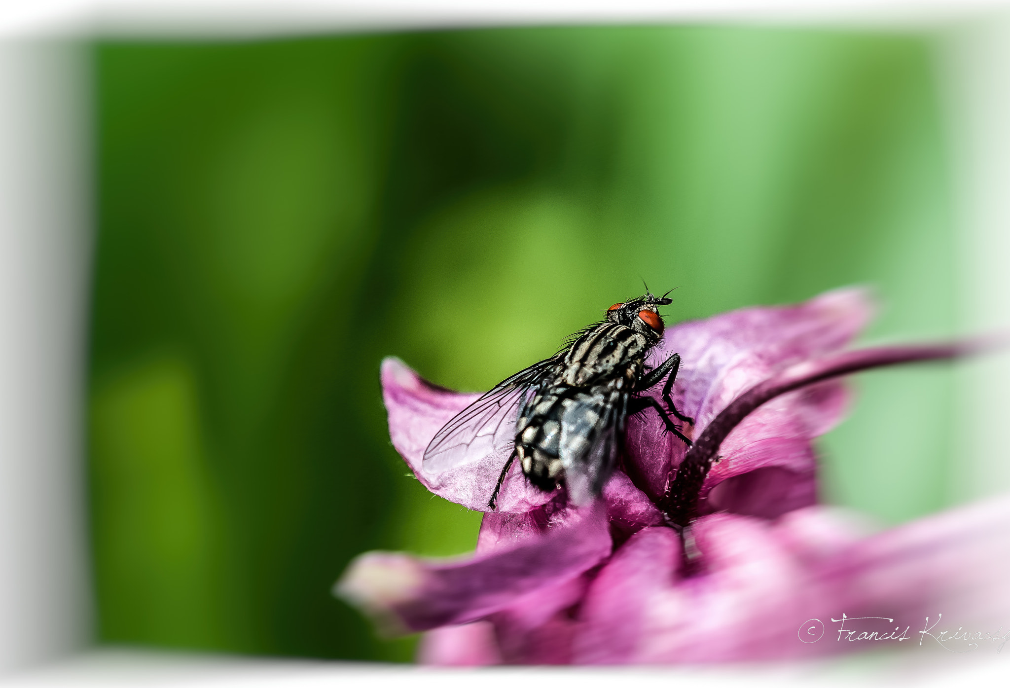 Sigma 105mm F2.8 EX DG OS HSM sample photo