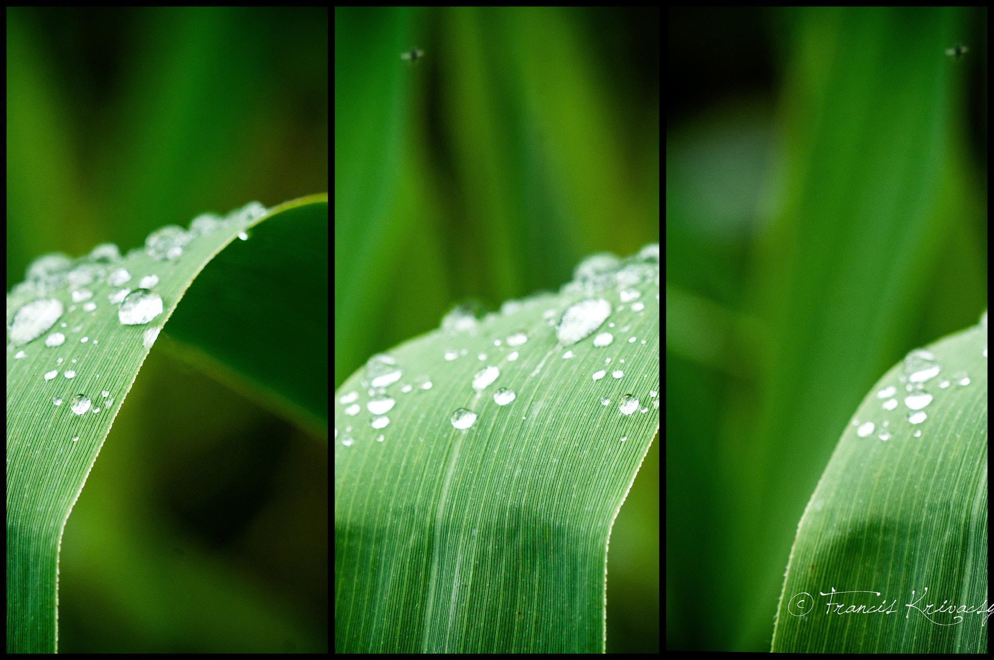 Sigma 105mm F2.8 EX DG OS HSM sample photo