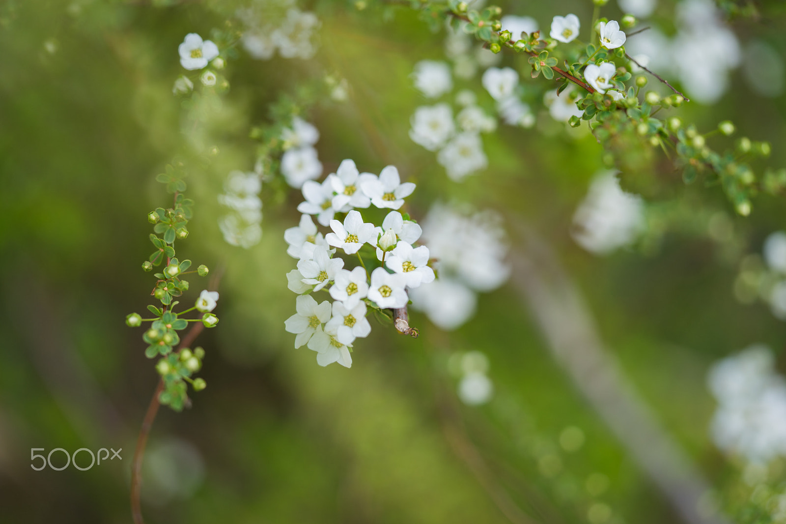 Sony a7 II sample photo. Delicate blossoms photography