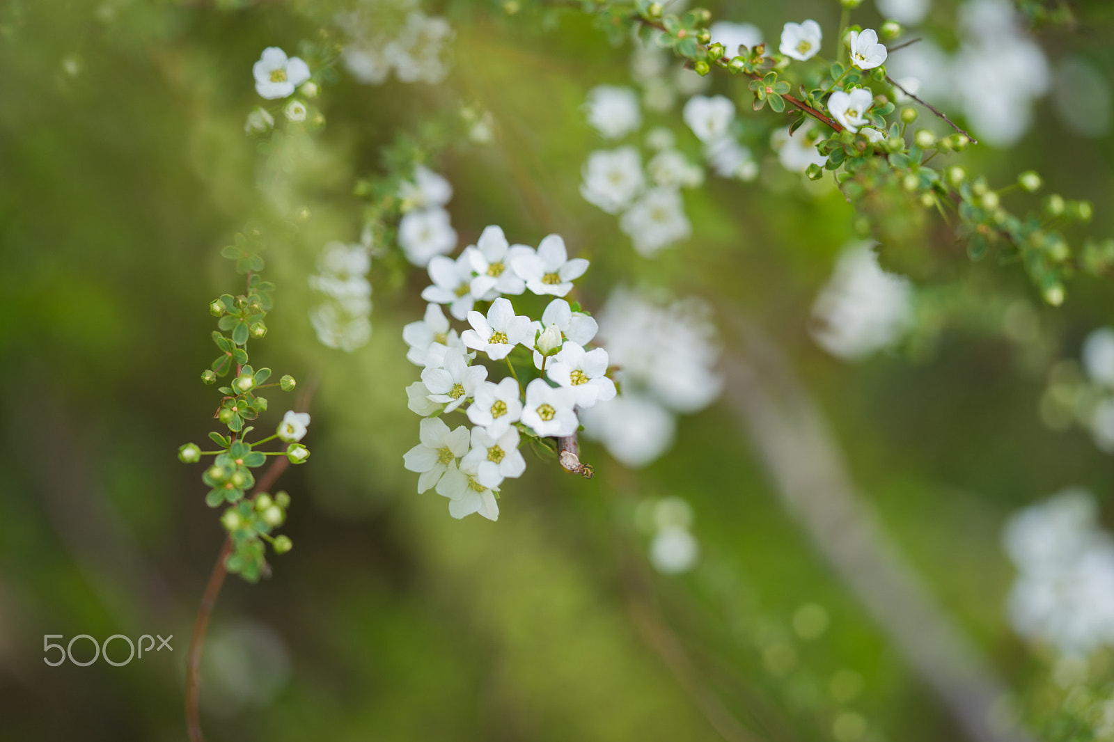 Sony a7 II + Sony FE 90mm F2.8 Macro G OSS sample photo. Delicate blossoms photography