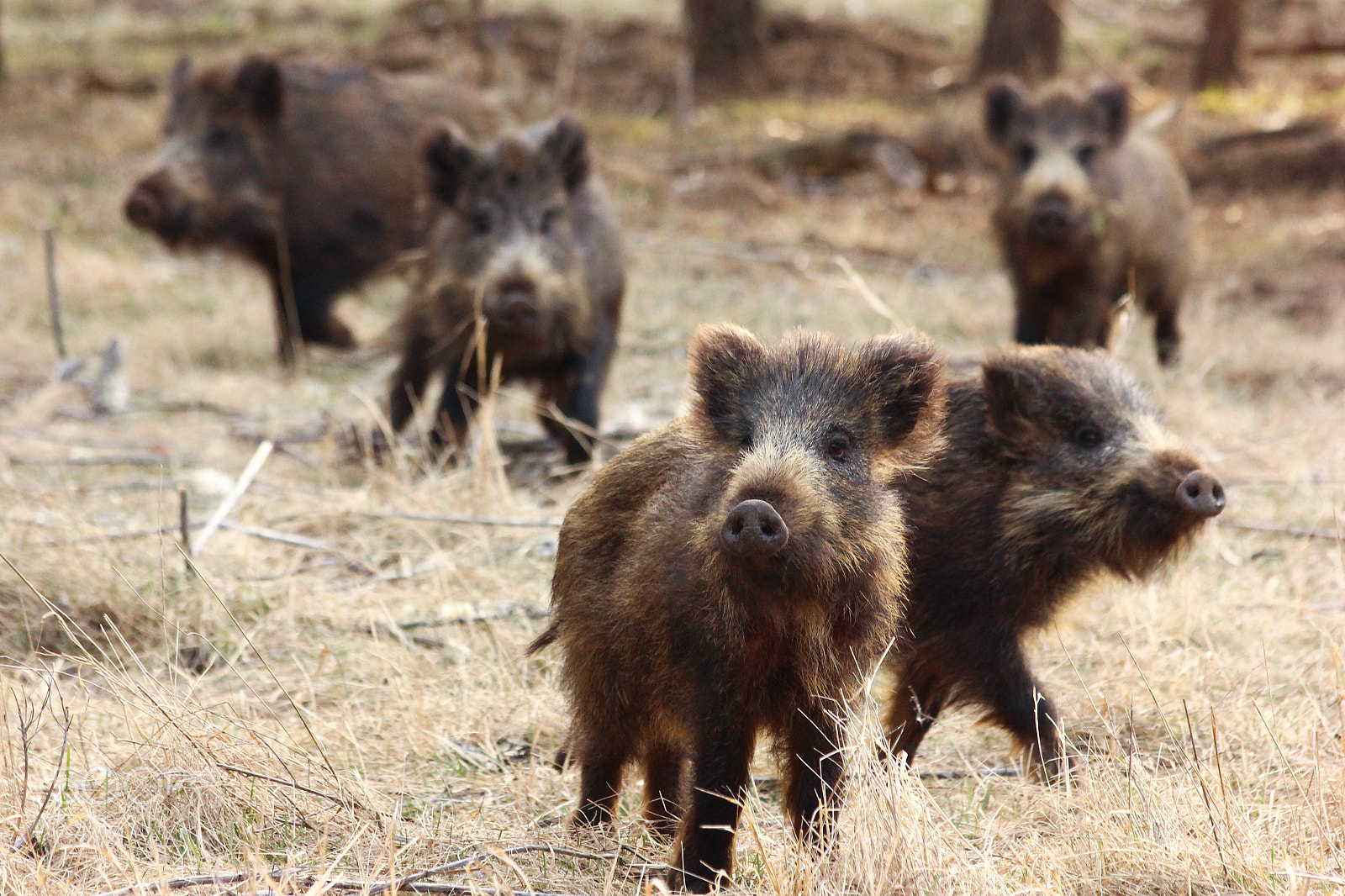 Canon EF 70-300mm F4-5.6 IS USM sample photo. Young pigs photography