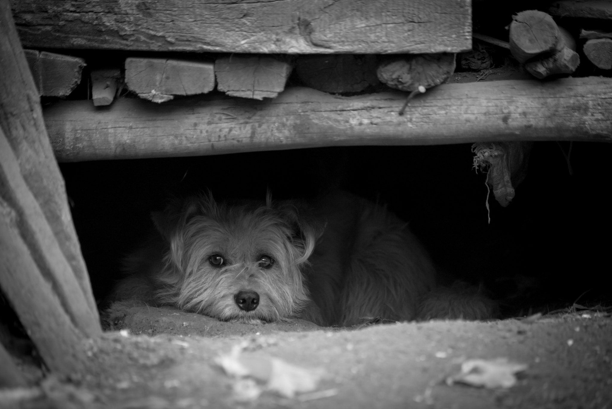 Nikon D610 sample photo. The dog photography