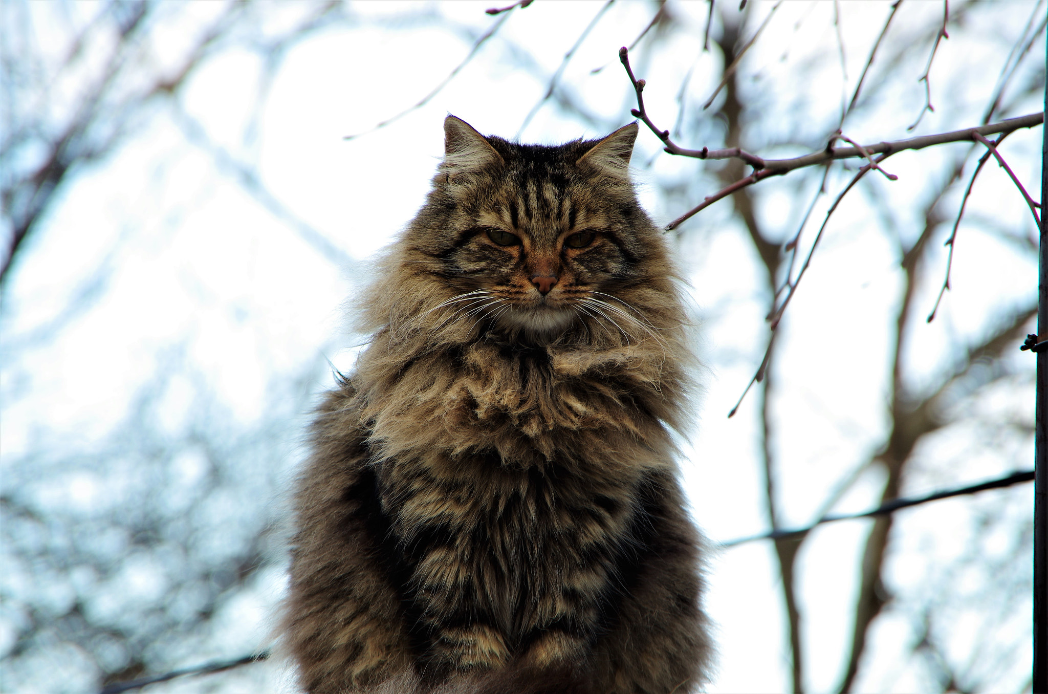 Pentax K-5 IIs sample photo. Alley cat photography