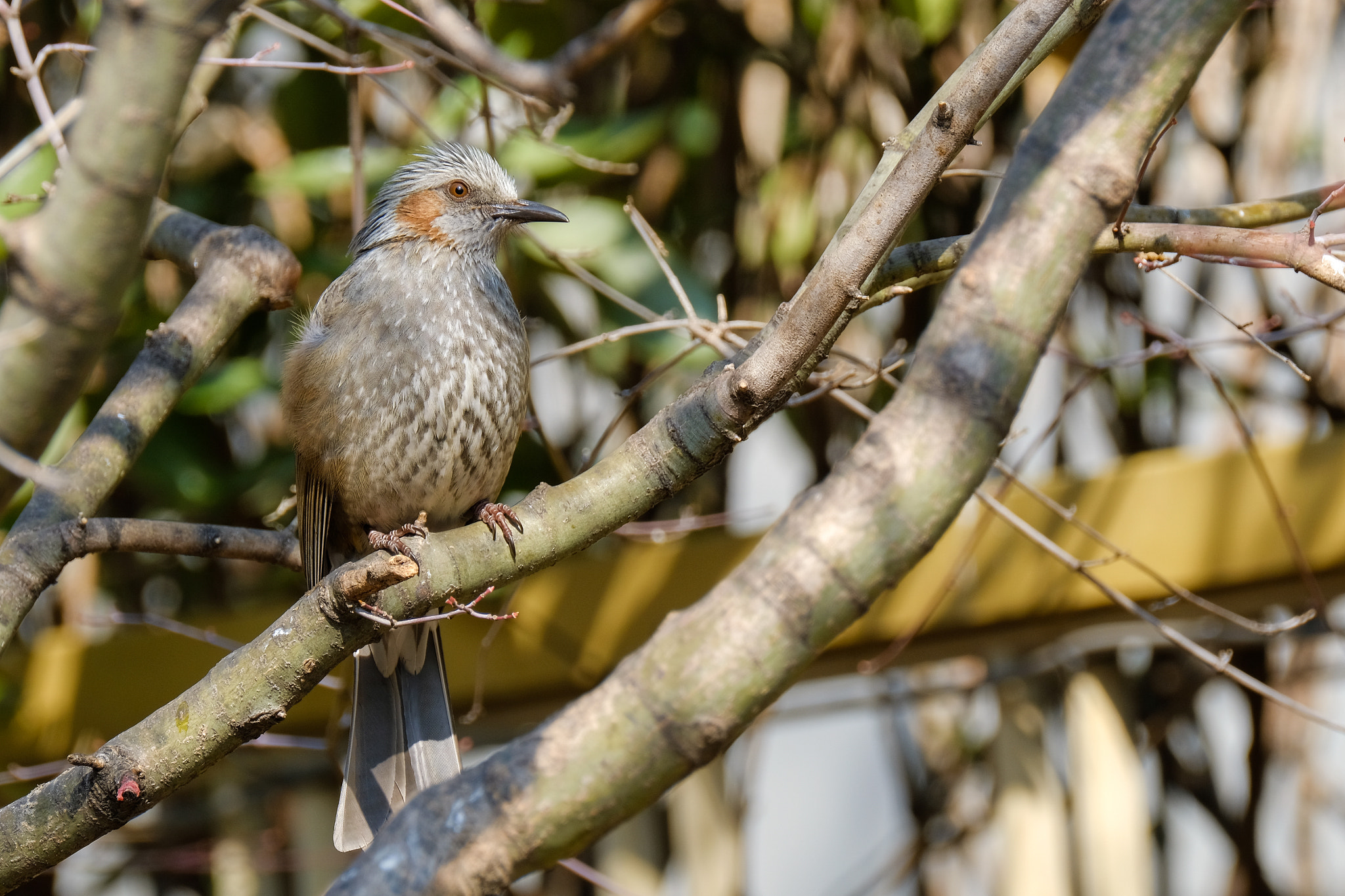 Fujifilm X-T2 + Fujifilm XF 100-400mm F4.5-5.6 R LM OIS WR sample photo. Dscf photography