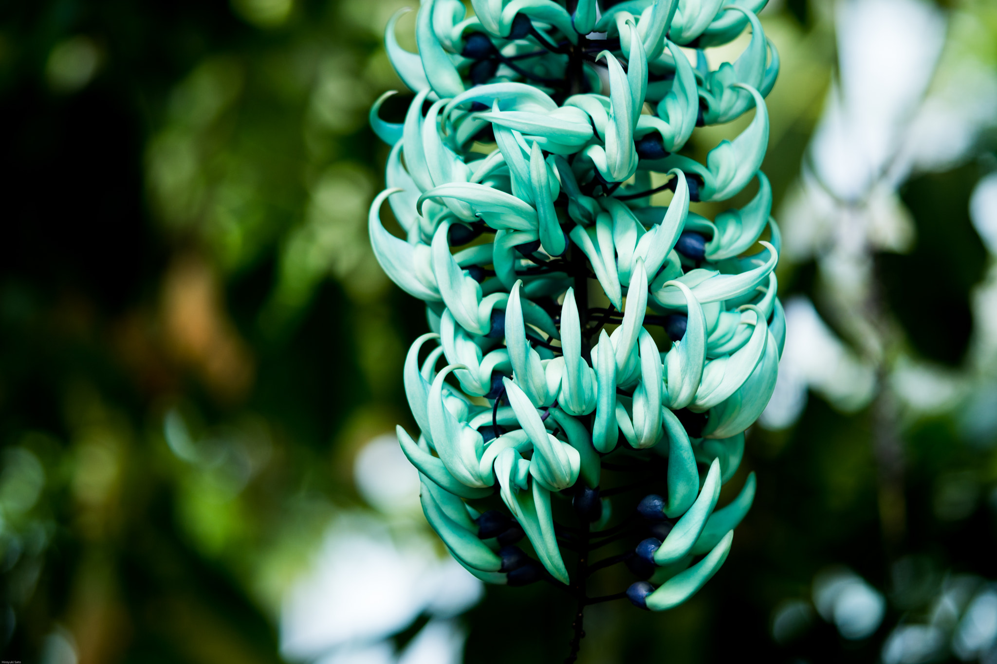 Sony a6500 + Sony FE 90mm F2.8 Macro G OSS sample photo. Shinjuku gyoen photography