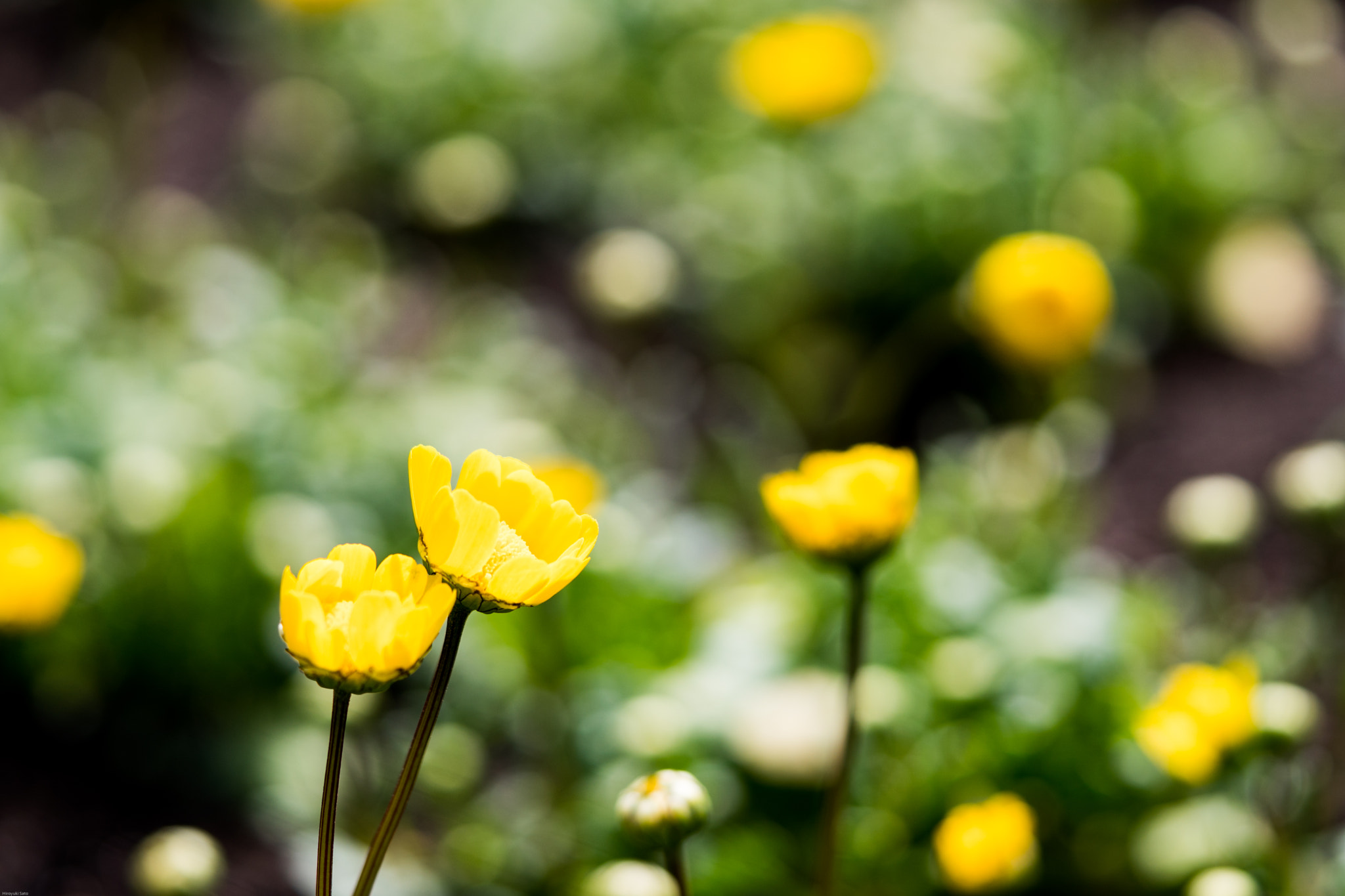 Sony a6500 + Sony FE 90mm F2.8 Macro G OSS sample photo. Shinjuku gyoen photography