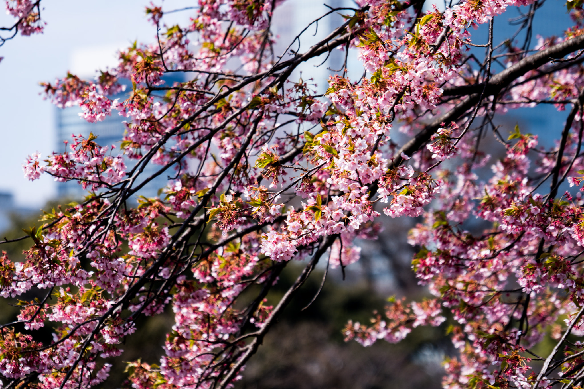 Sony FE 70-300mm F4.5-5.6 G OSS sample photo. Shinjuku gyoen photography