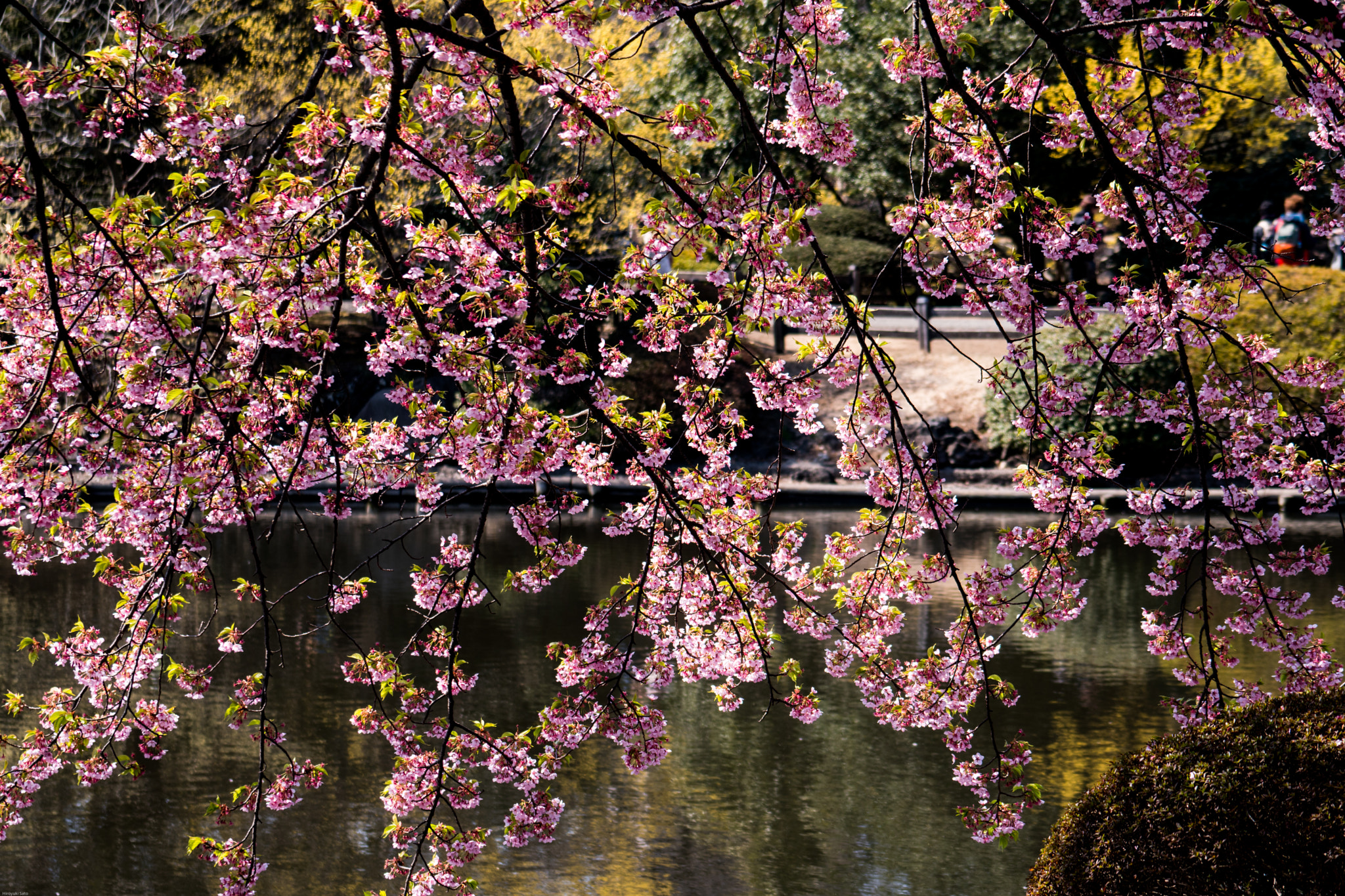 Sony FE 70-300mm F4.5-5.6 G OSS sample photo. Shinjuku gyoen photography