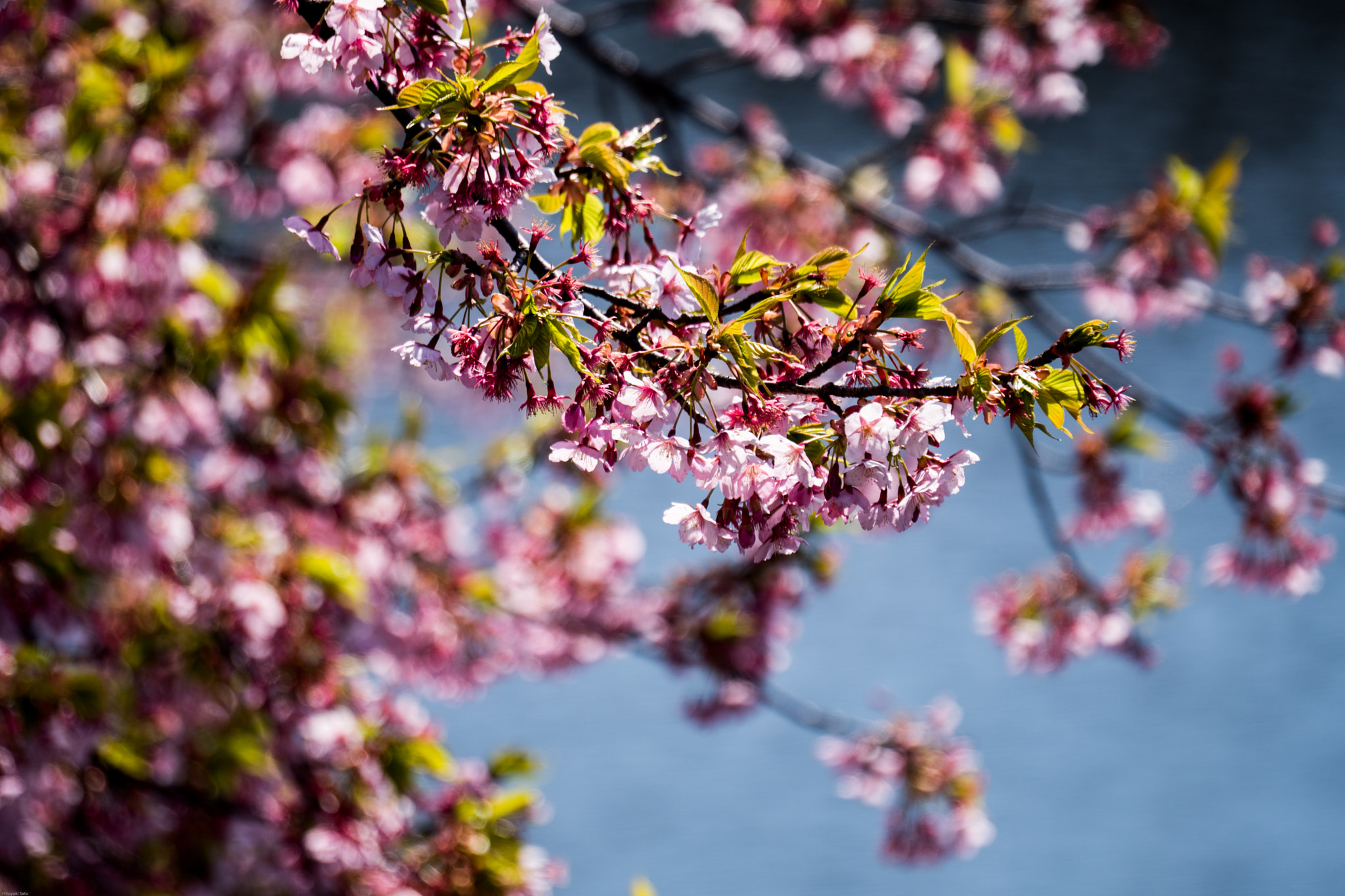 Sony FE 70-300mm F4.5-5.6 G OSS sample photo. Shinjuku gyoen photography