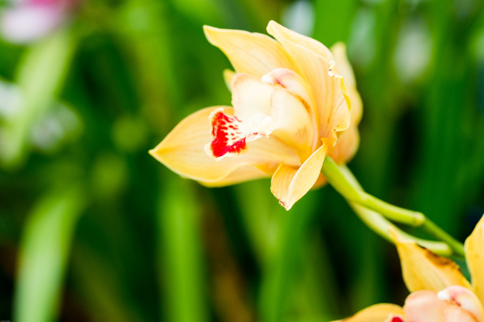 Sony a6500 + Sony FE 90mm F2.8 Macro G OSS sample photo. Shinjuku gyoen photography