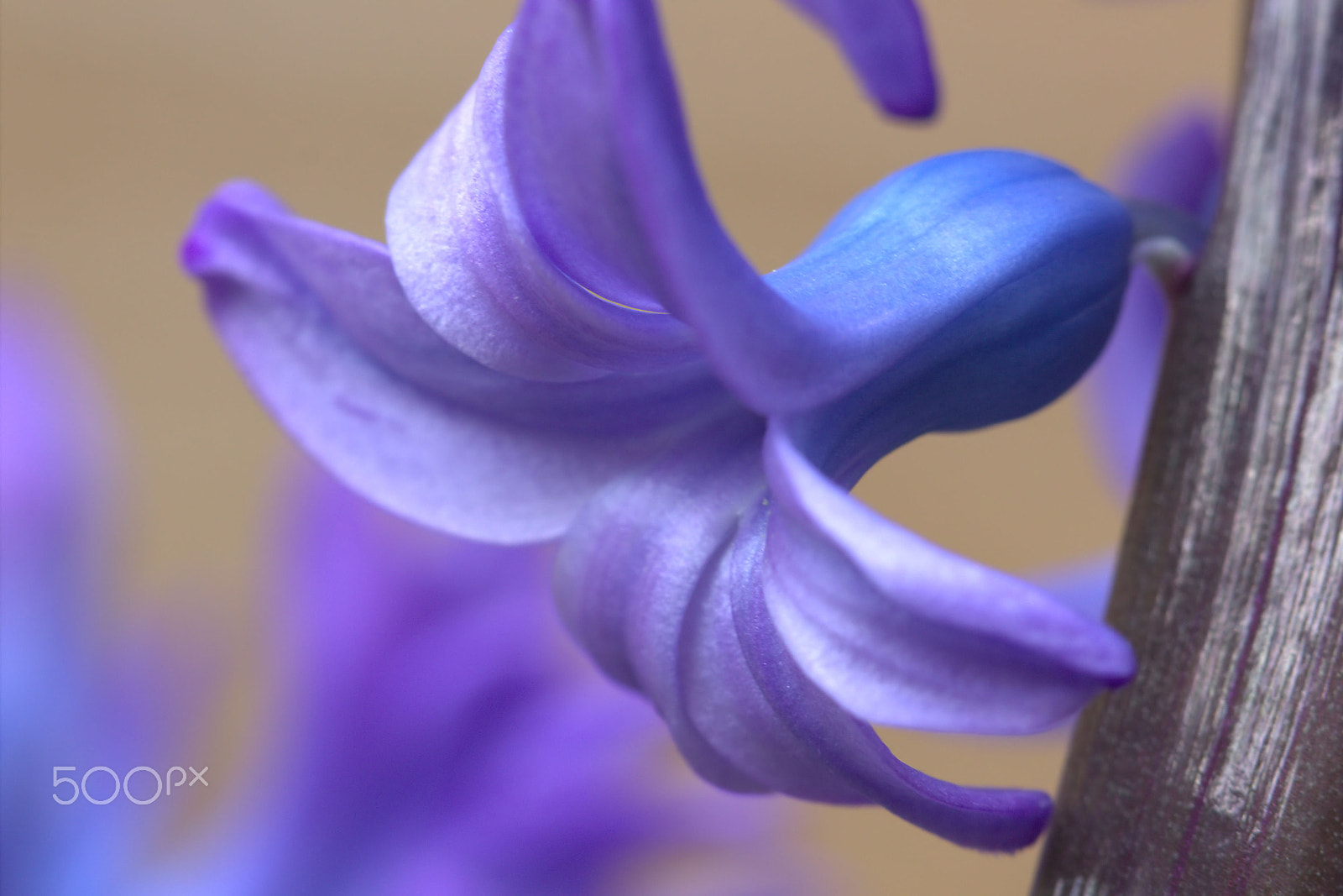 Canon EOS 60D + Canon EF 100mm F2.8 Macro USM sample photo. Purple photography