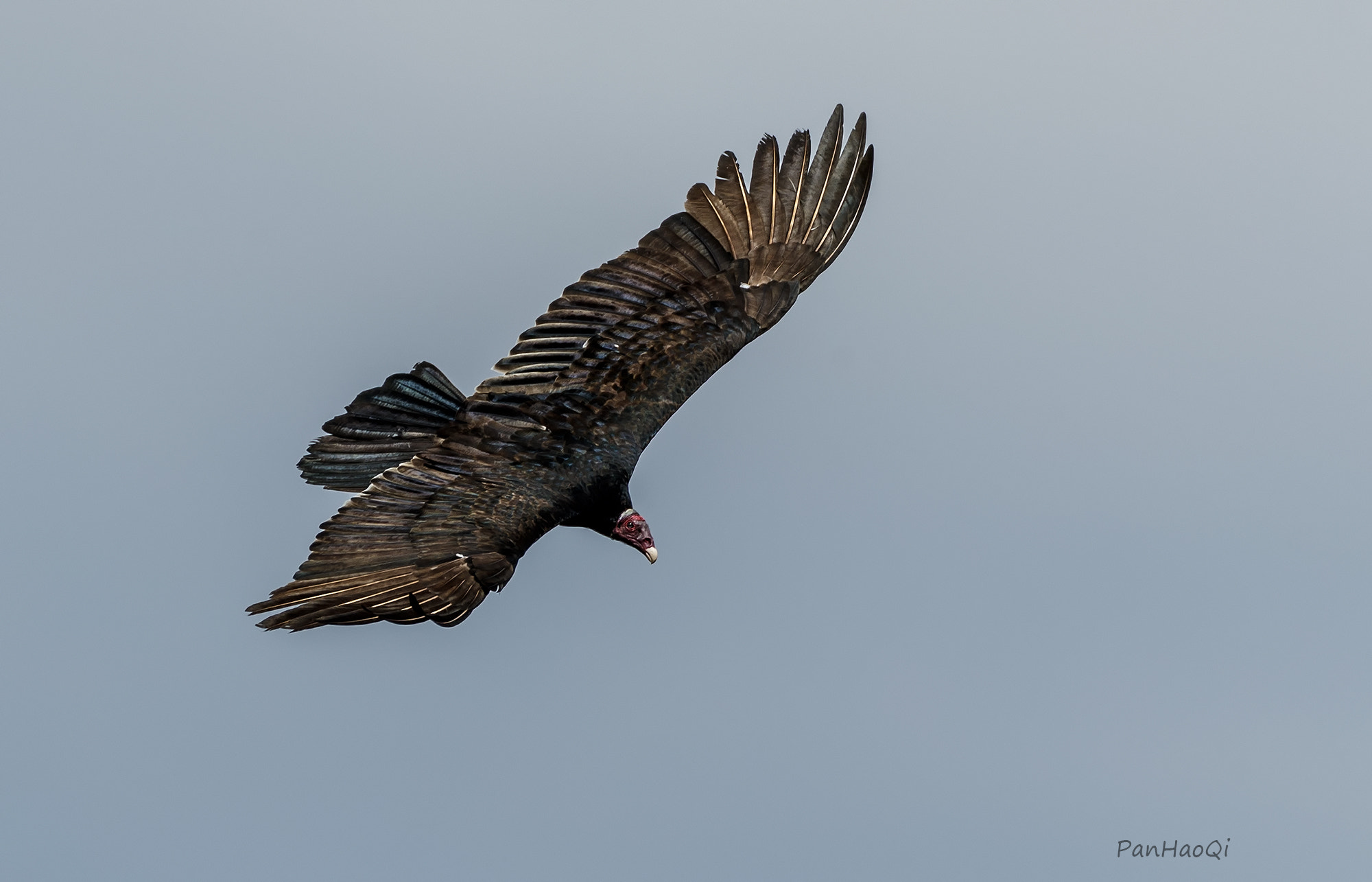 Canon EF 200-400mm F4L IS USM Extender 1.4x sample photo. Turkey vulture photography