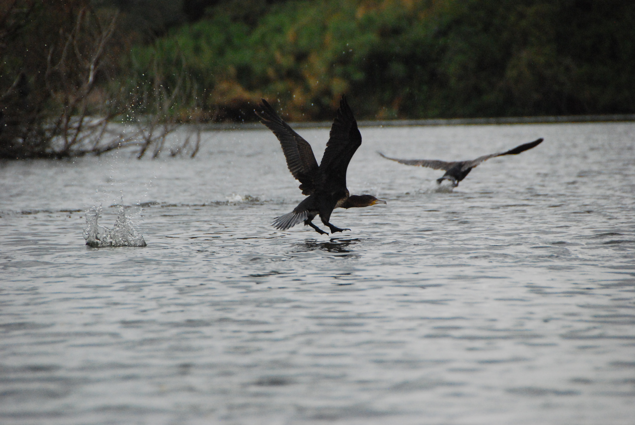Nikon D80 sample photo. Take off photography