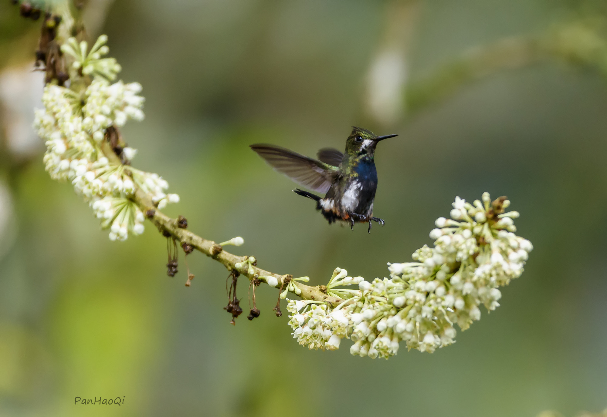 Canon EF 200-400mm F4L IS USM Extender 1.4x sample photo. Hummingbird photography