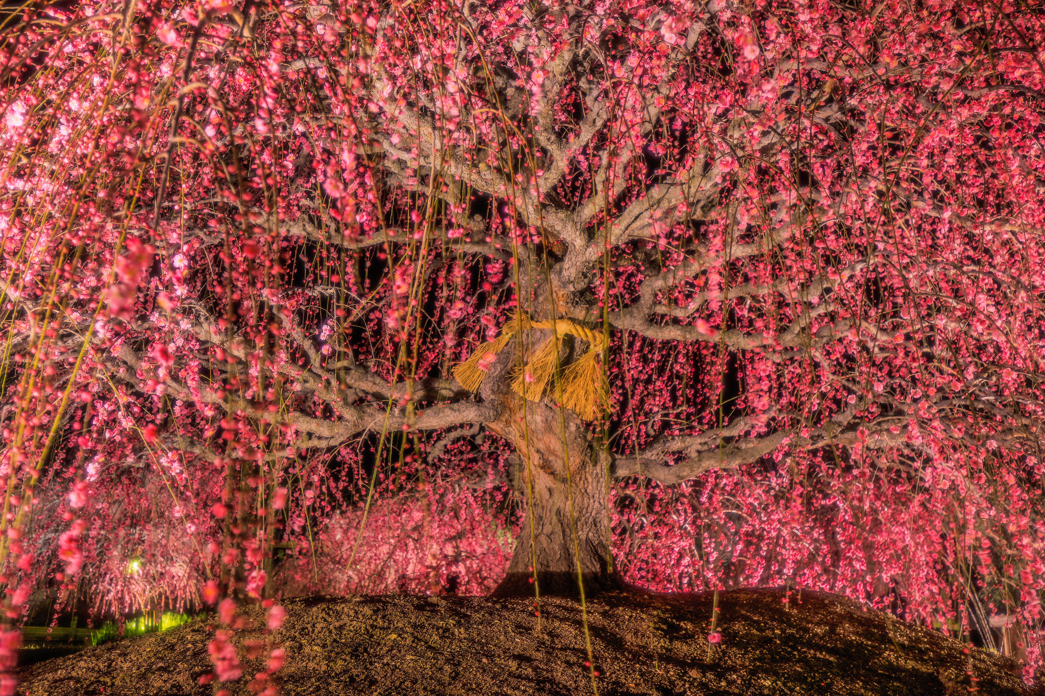 Canon EF 16-35mm F4L IS USM sample photo. Plum photography