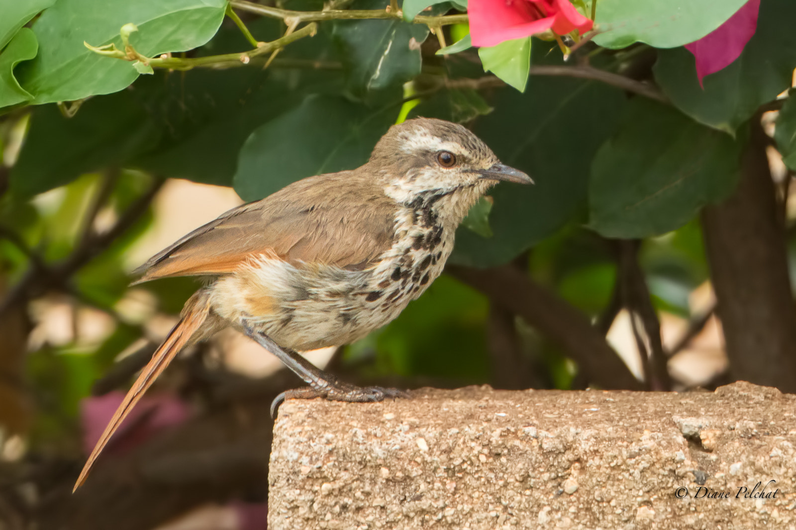 Canon EF 300mm F2.8L IS II USM sample photo. White-browed scrub robin - agrobate à dos roux photography