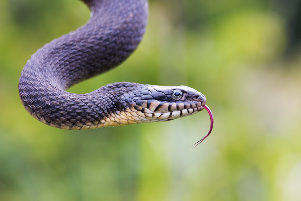 Nikon D810 sample photo. Adult plein bellied watersnake photography