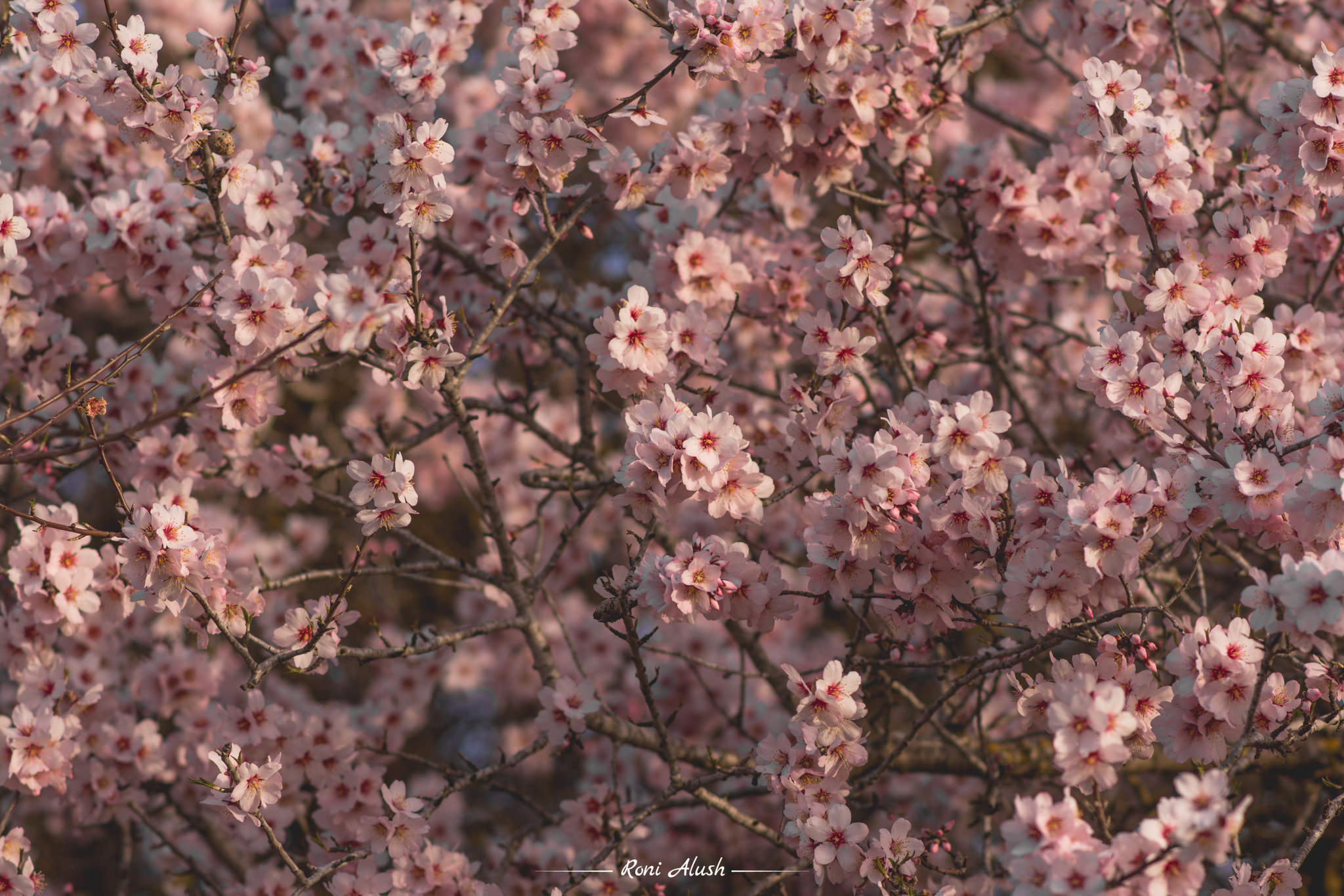 Nikon D7100 sample photo. Blossom photography