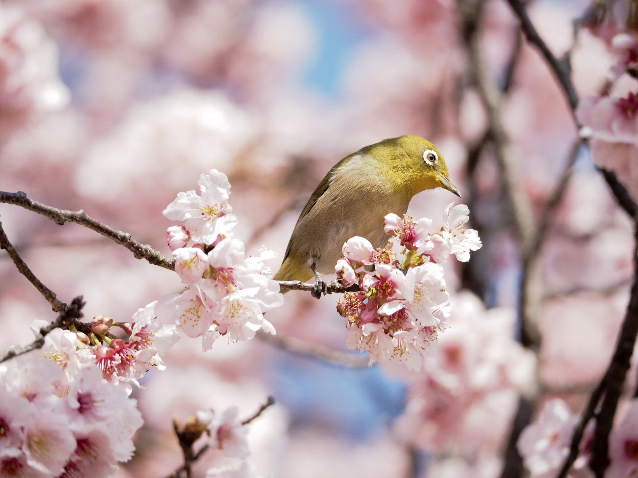 Olympus OM-D E-M1 sample photo. Which cherry blossoms are delicious? photography