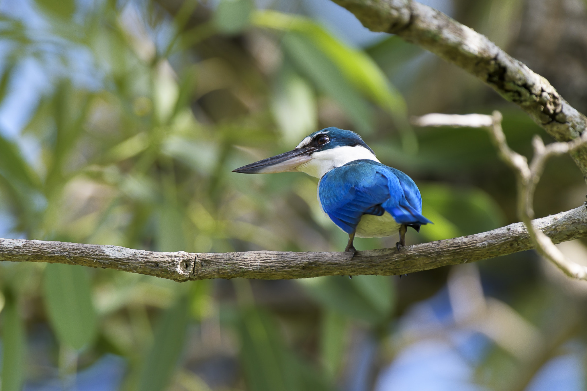 Nikon D500 + Nikon AF-S Nikkor 200-400mm F4G ED-IF VR sample photo. Collard kingfisher photography