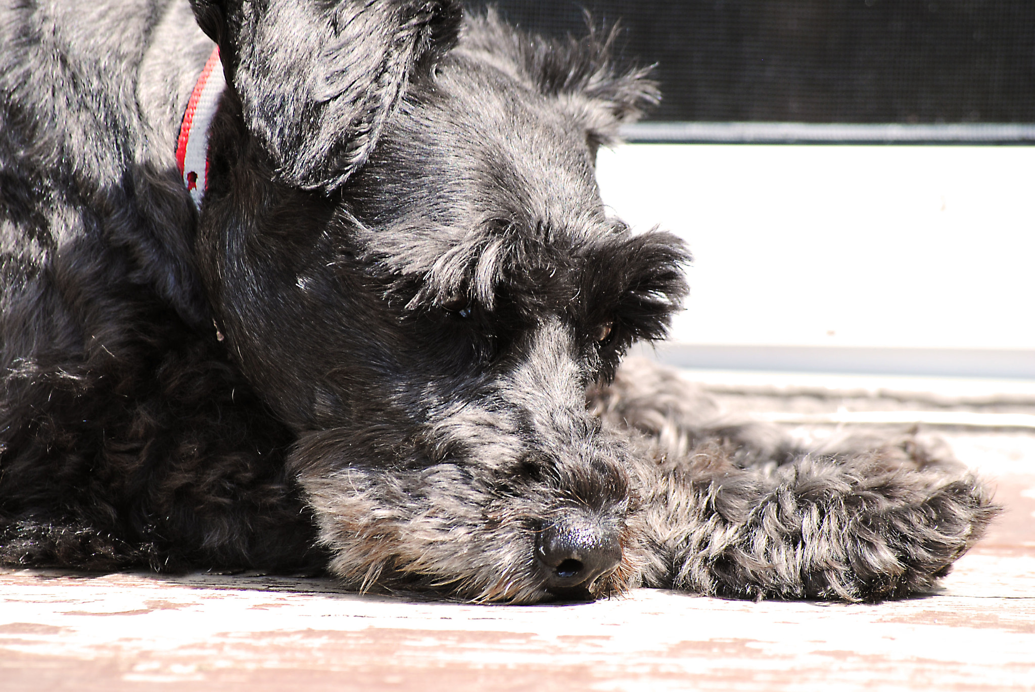 Nikon D3000 sample photo. Will someone please play with me photography