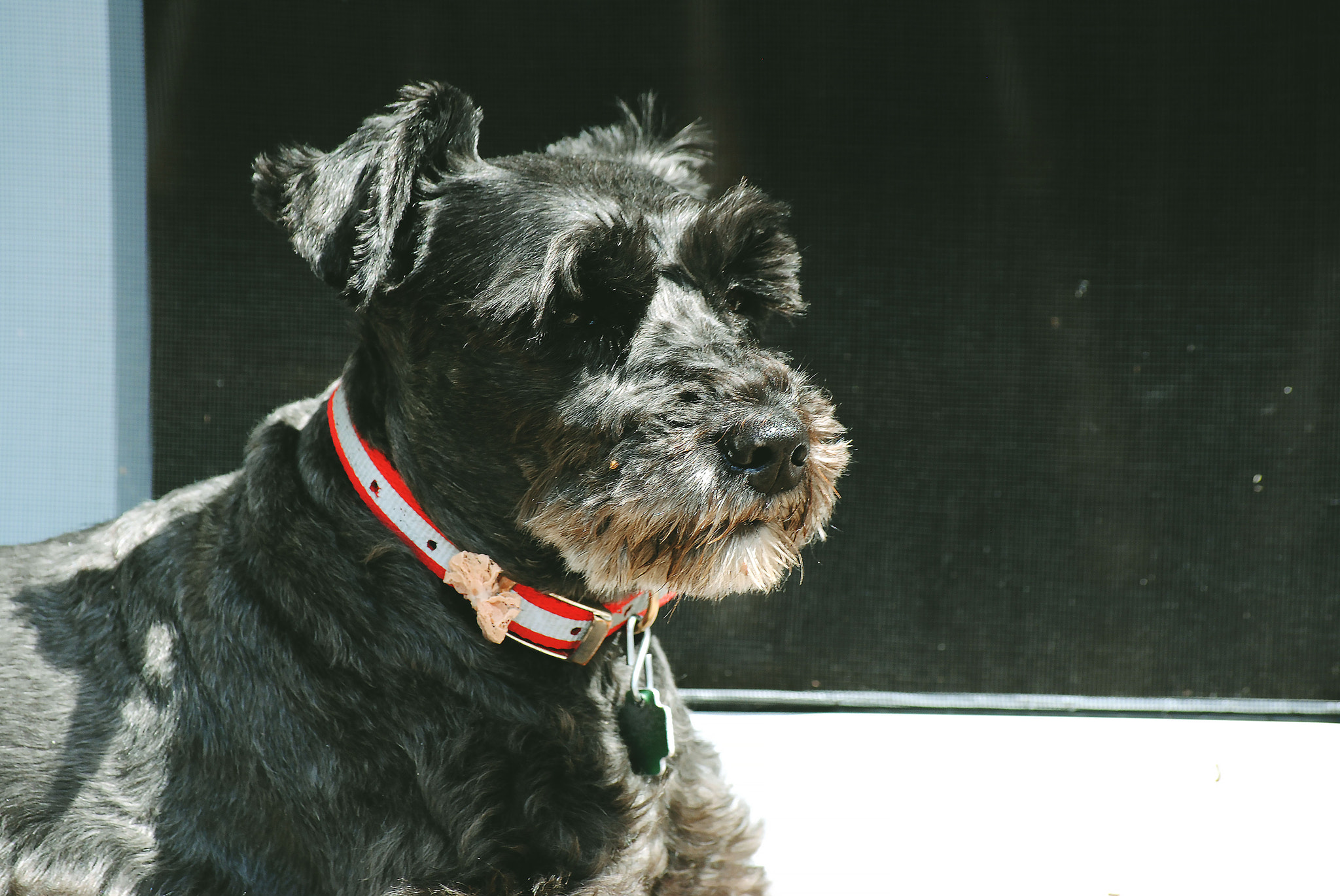 Nikon D3000 sample photo. Shnauzer mia photography