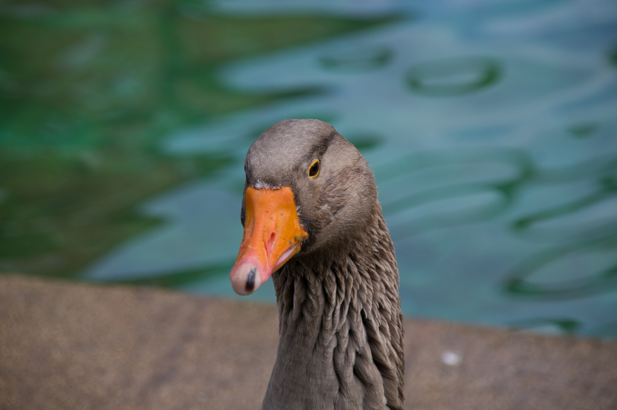 Pentax K-7 + Sigma sample photo