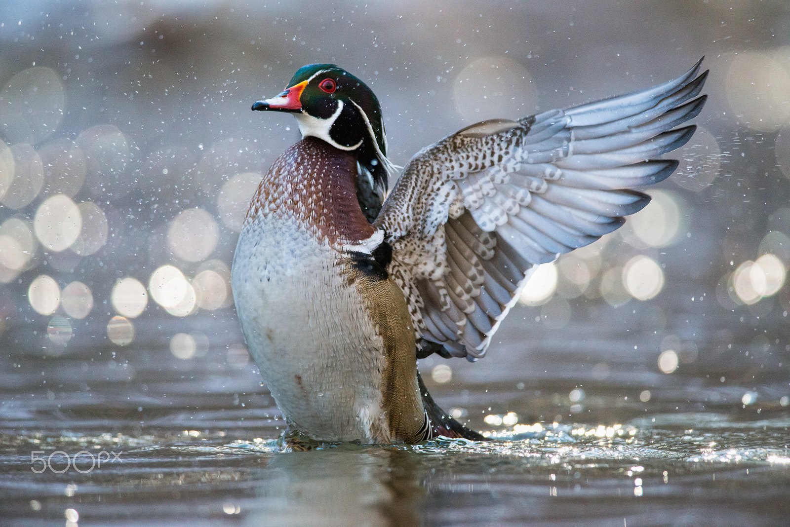 Nikon D800E sample photo. Flapping in the bokeh ~ photography