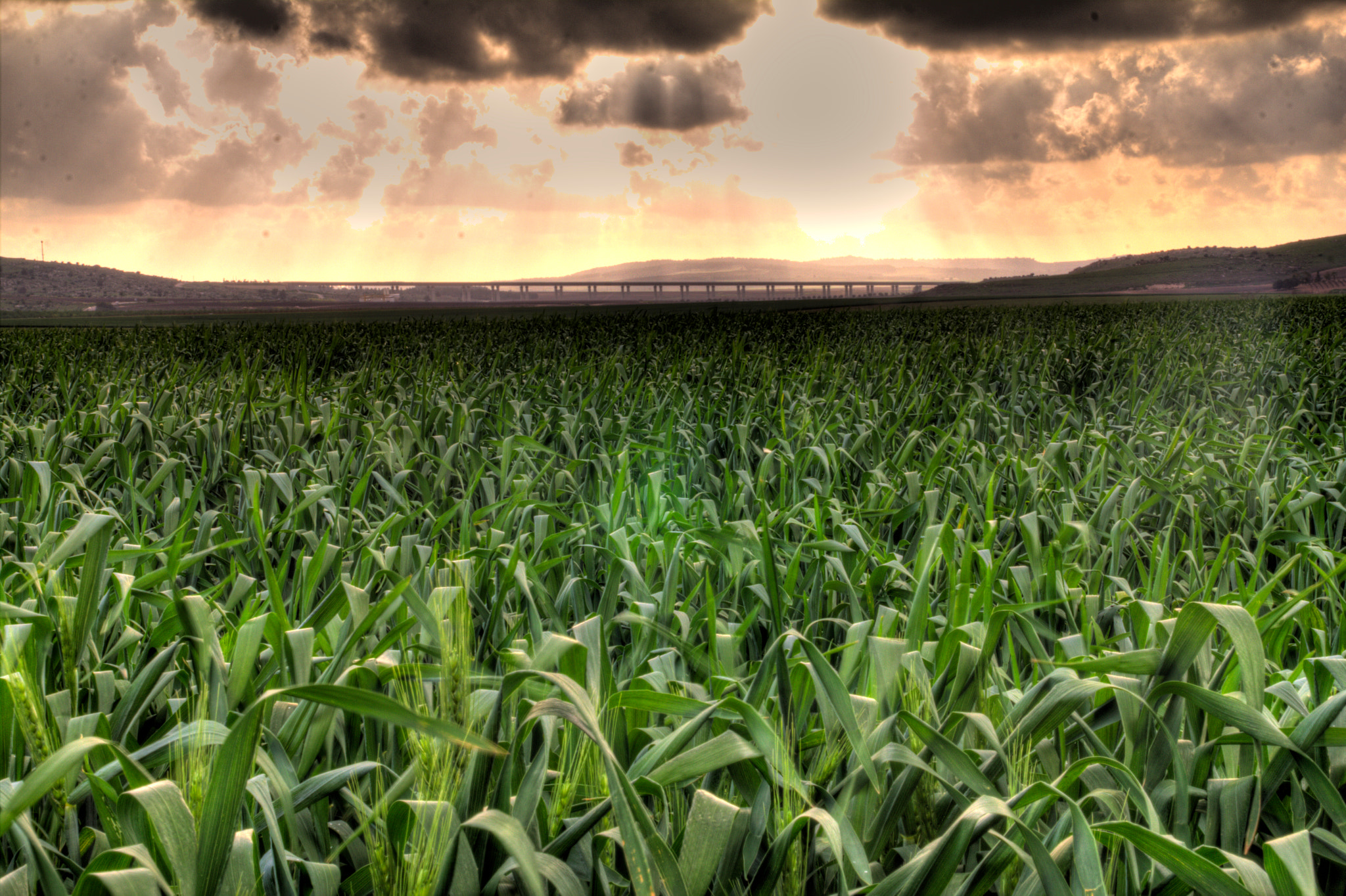 Canon EOS 60D + Tamron SP AF 17-50mm F2.8 XR Di II LD Aspherical (IF) sample photo. Wheat under bridge photography