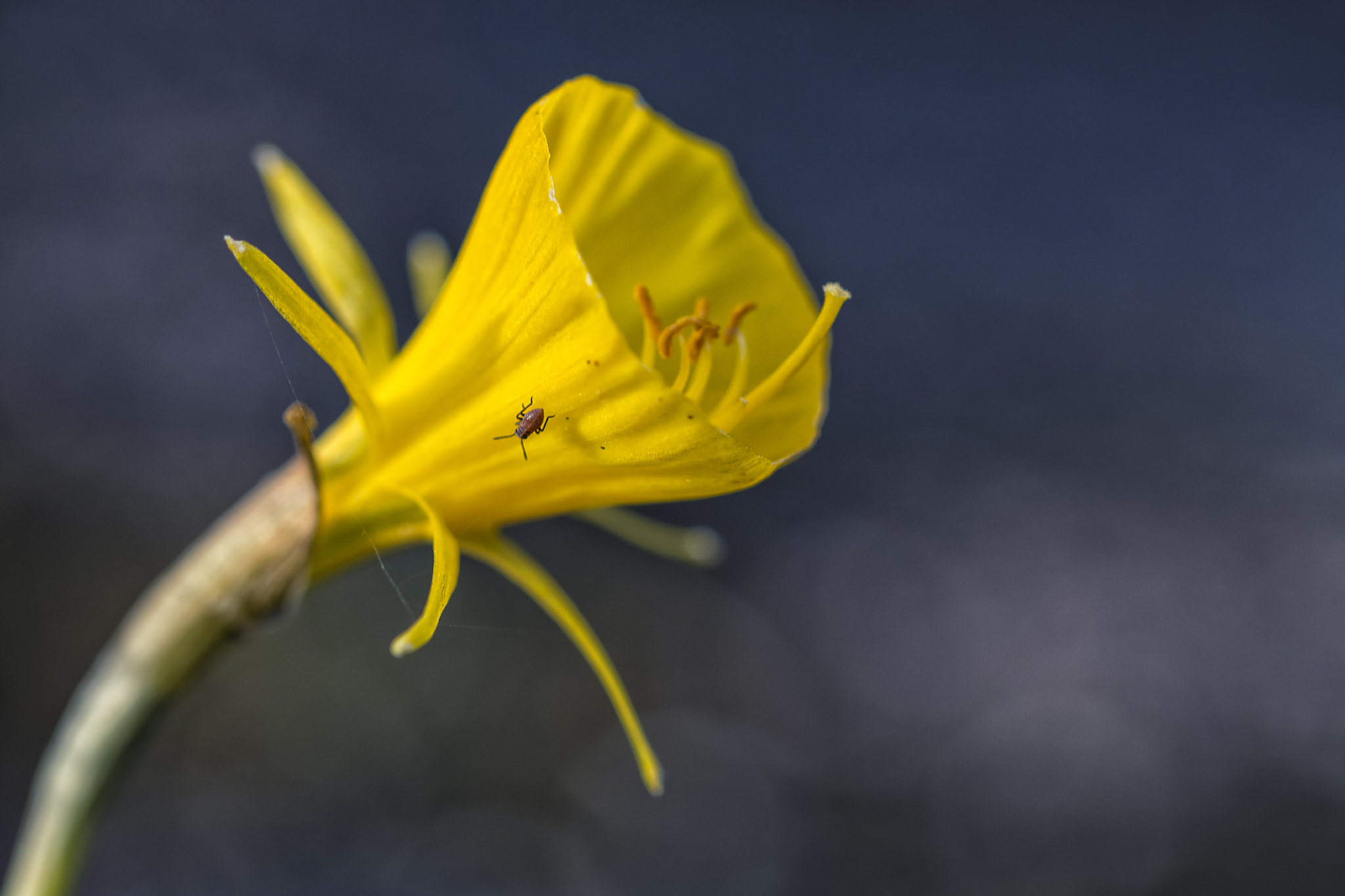Sigma 105mm F2.8 EX DG OS HSM sample photo. Narcissus bulbocodium and a litte bug photography