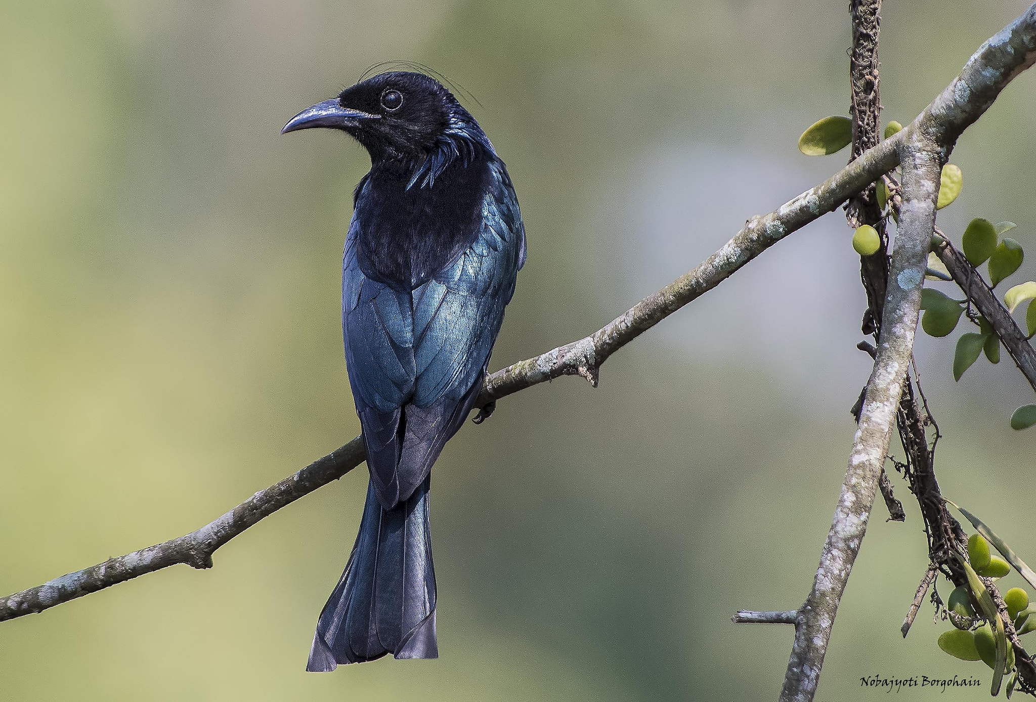 Nikon D500 + Nikon AF-S Nikkor 300mm F2.8G ED VR II sample photo. Hair creasted drongo photography