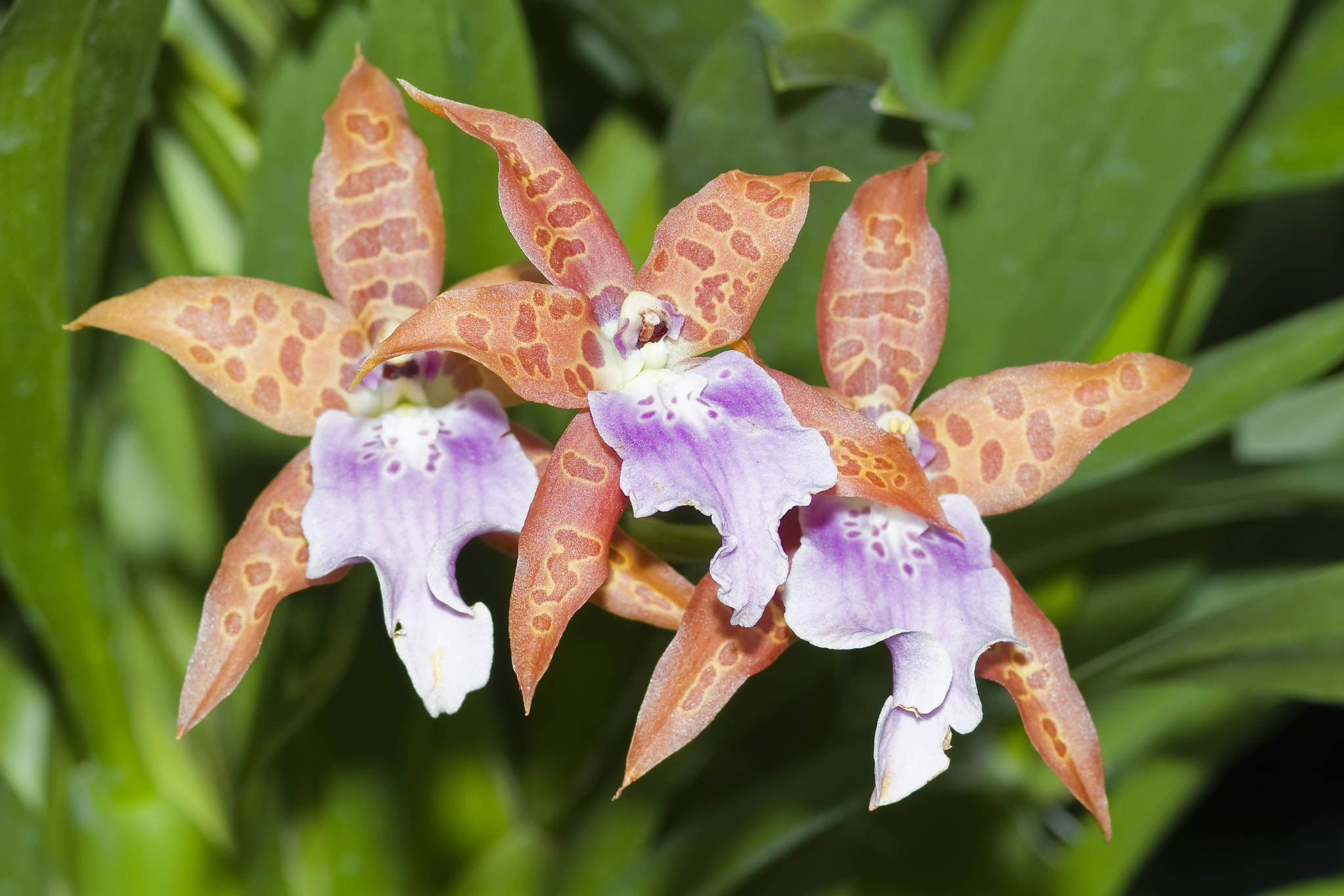 AF Nikkor 28mm f/1.4D sample photo. Aliceara purple passion orchid photography