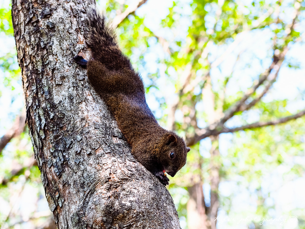 Olympus OM-D E-M1 + Olympus Zuiko Digital 14-54mm F2.8-3.5 II sample photo. Squirrel photography