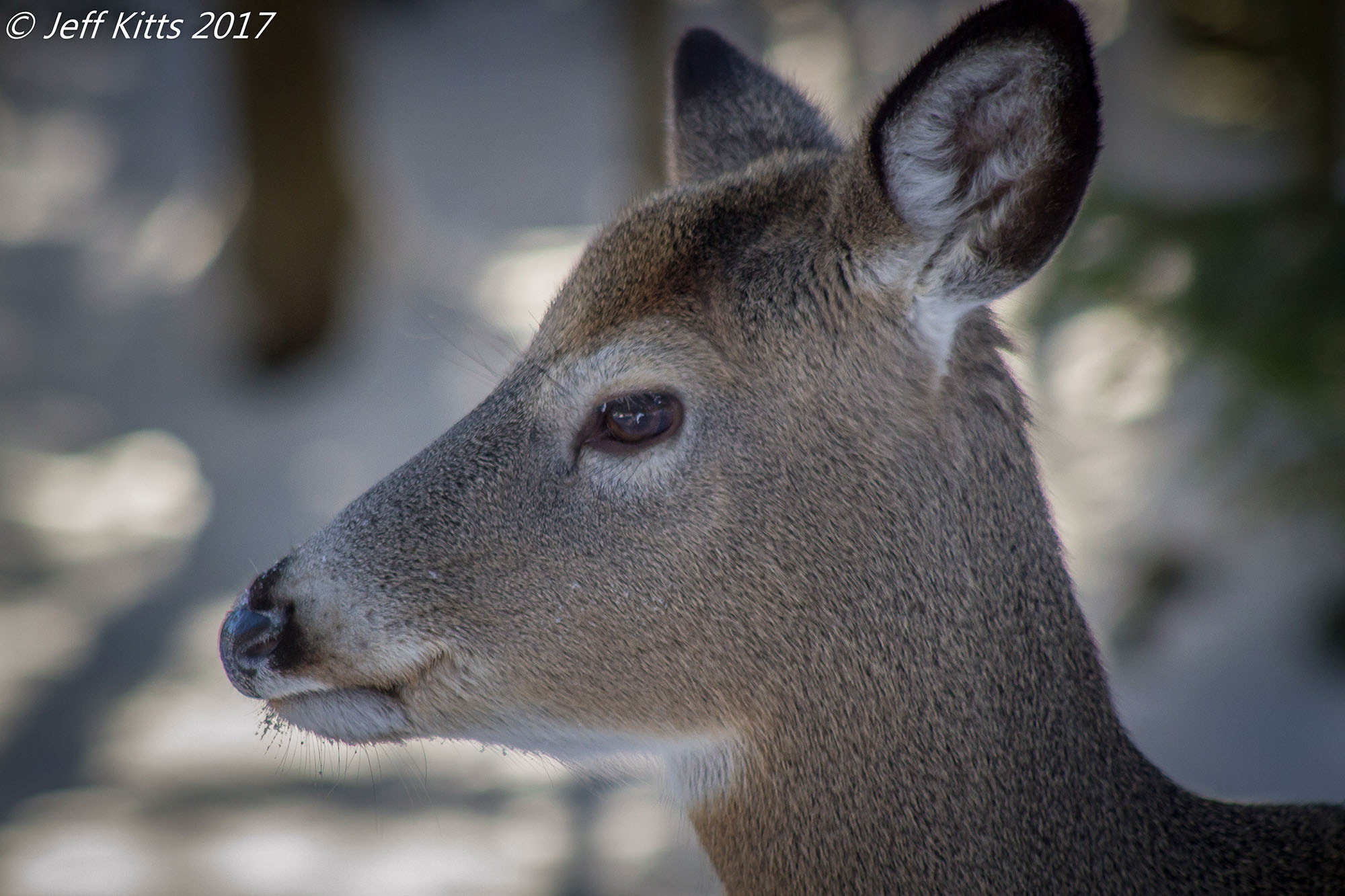 Canon EOS 7D + Canon EF 75-300mm f/4-5.6 USM sample photo. 3297-whitetail 133 photography