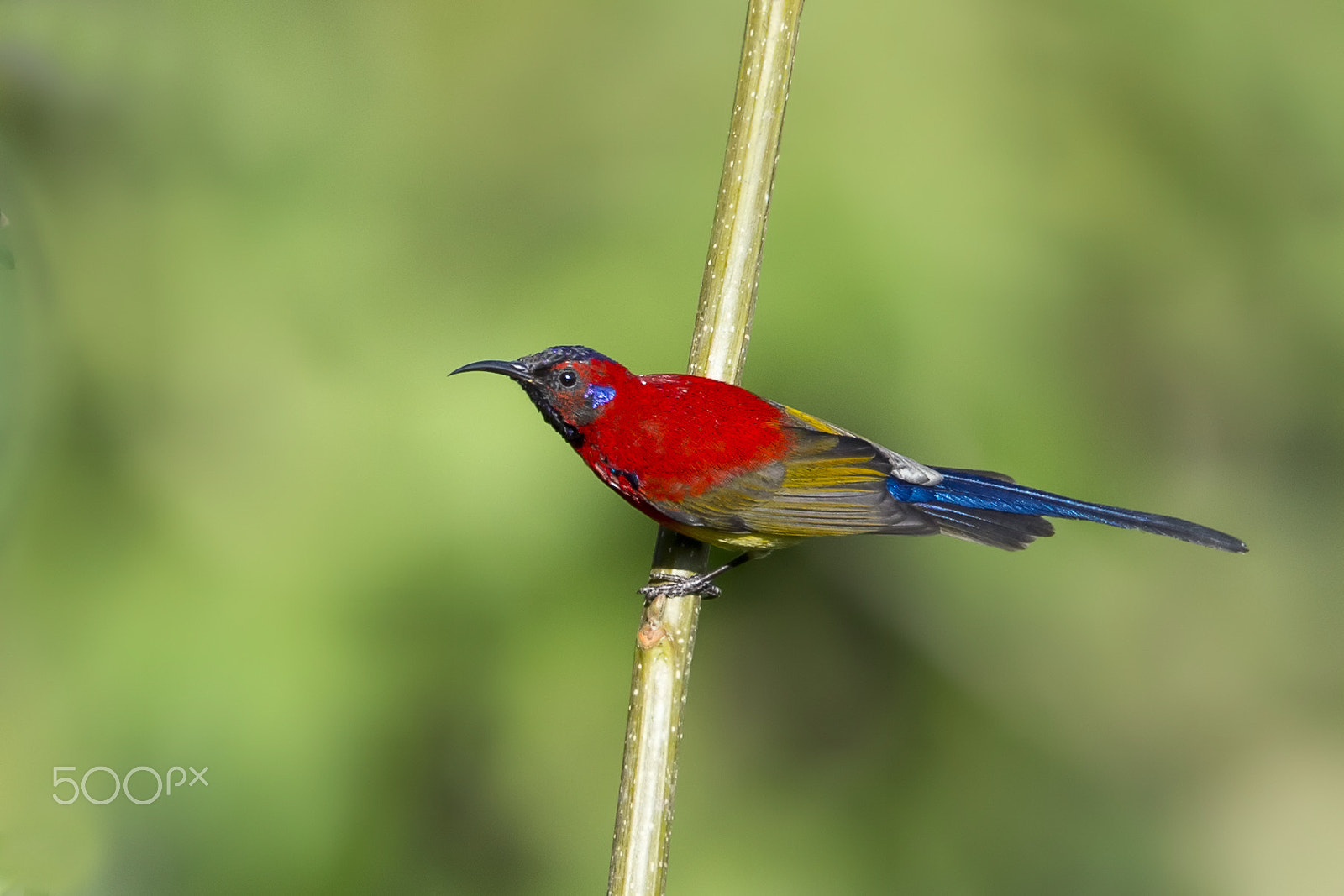 Nikon D4 + Nikon AF-S Nikkor 600mm F4E FL ED VR sample photo. Mrs gould's sunbird from baihualing, china photography