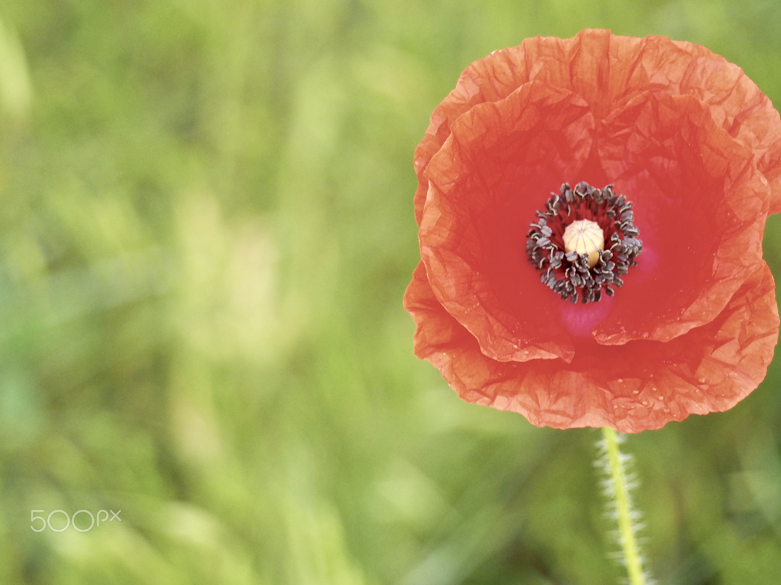 Olympus OM-D E-M10 II sample photo. "the flower that follows the sun, does so even on cloudy days." photography