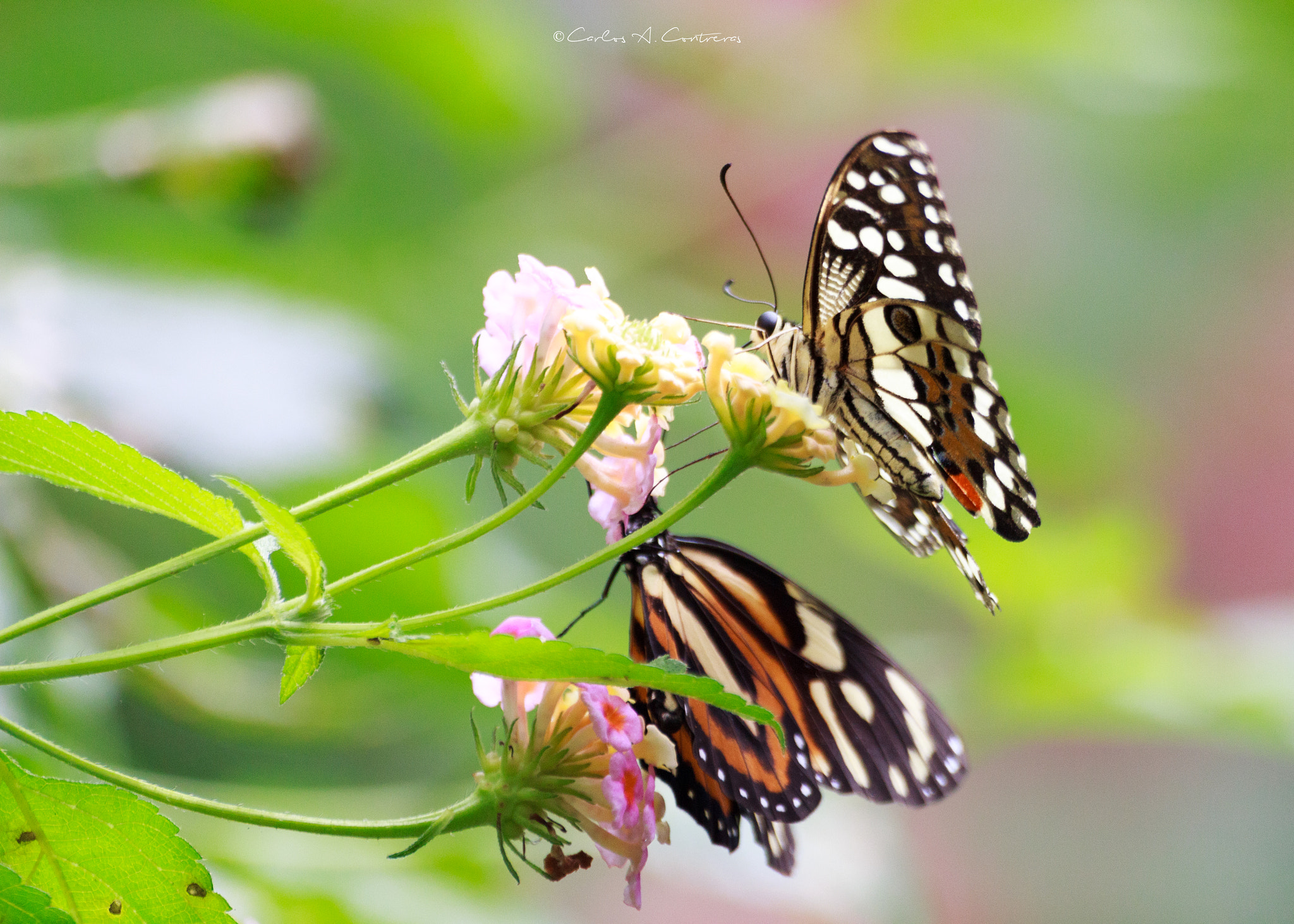 Canon EOS 600D (Rebel EOS T3i / EOS Kiss X5) sample photo. Butterfly at the park photography