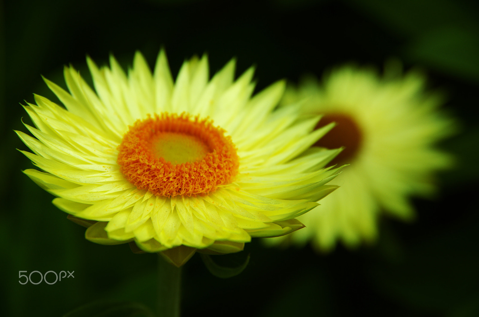 Pentax K-5 sample photo. Sunny side up photography