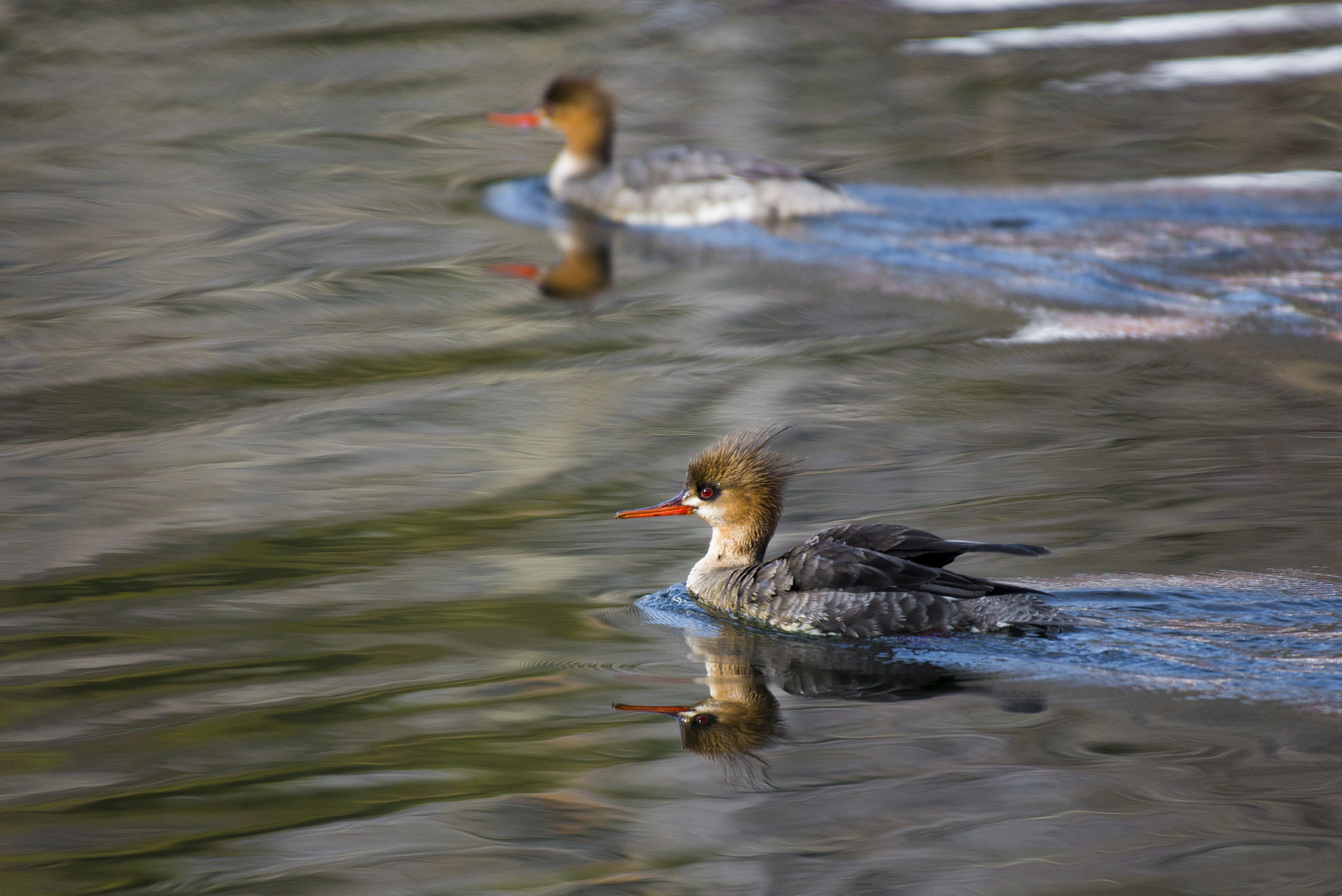 Nikon AF-S Nikkor 200-500mm F5.6E ED VR sample photo. Red breasted merganser photography