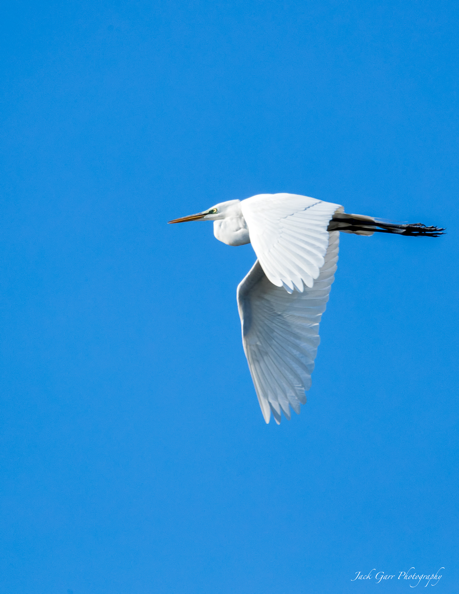 150-600mm F5-6.3 DG OS HSM | Sports 014 sample photo. Great white egret flying photography
