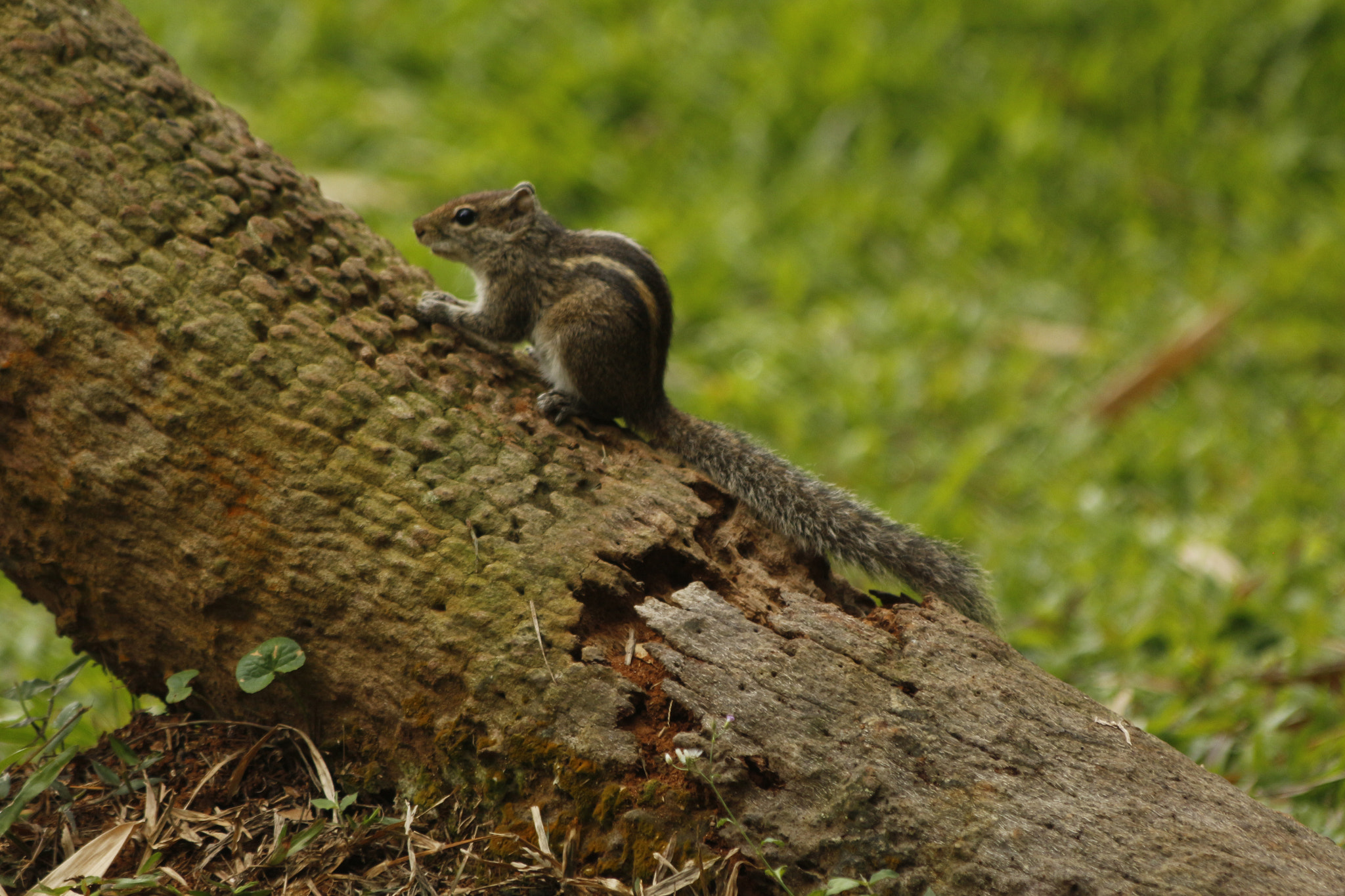 Canon EOS 650D (EOS Rebel T4i / EOS Kiss X6i) sample photo. Squirrel on tree photography
