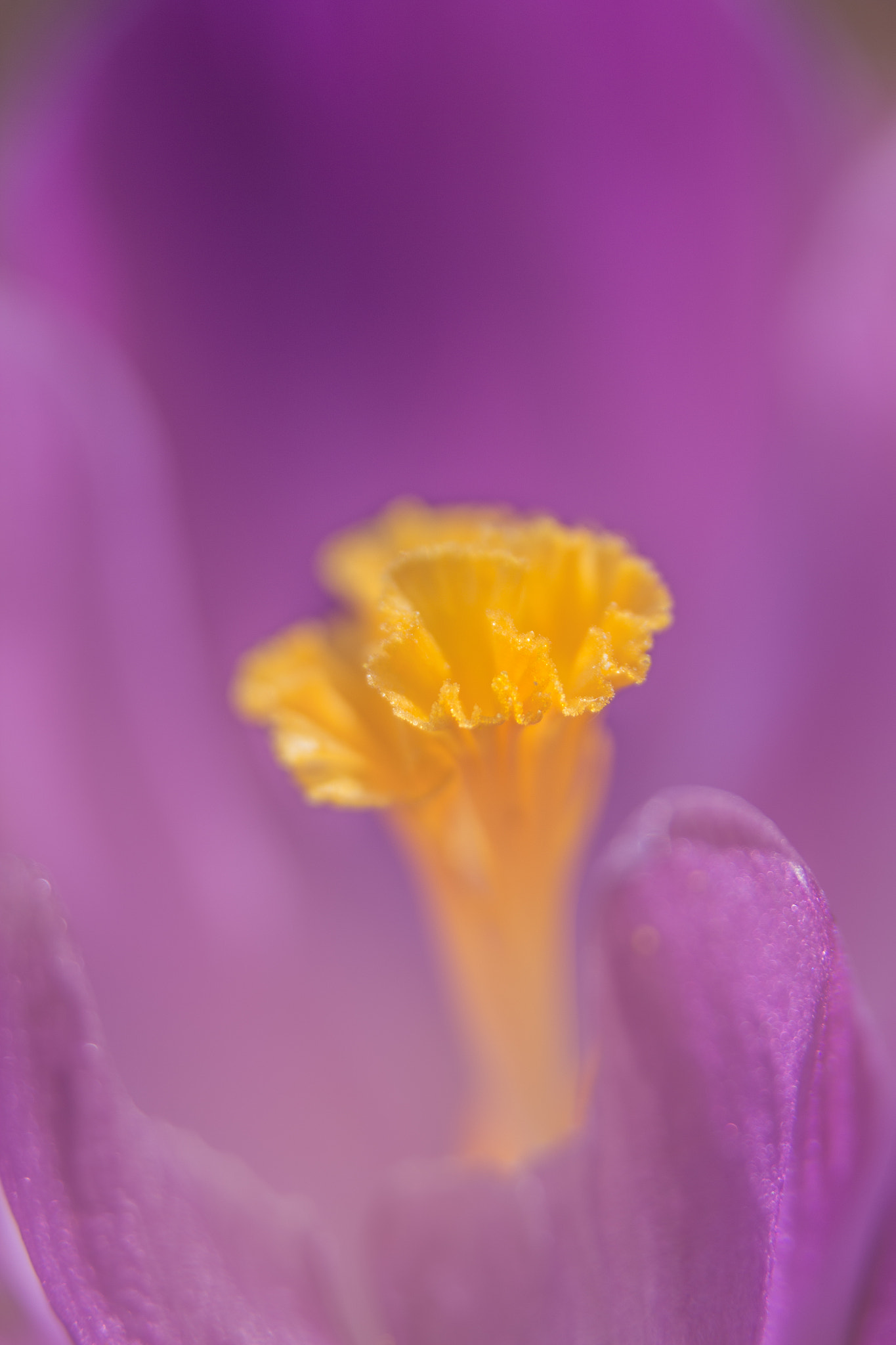 Sigma 17-70mm F2.8-4 DC Macro OS HSM sample photo. Spring is coming photography