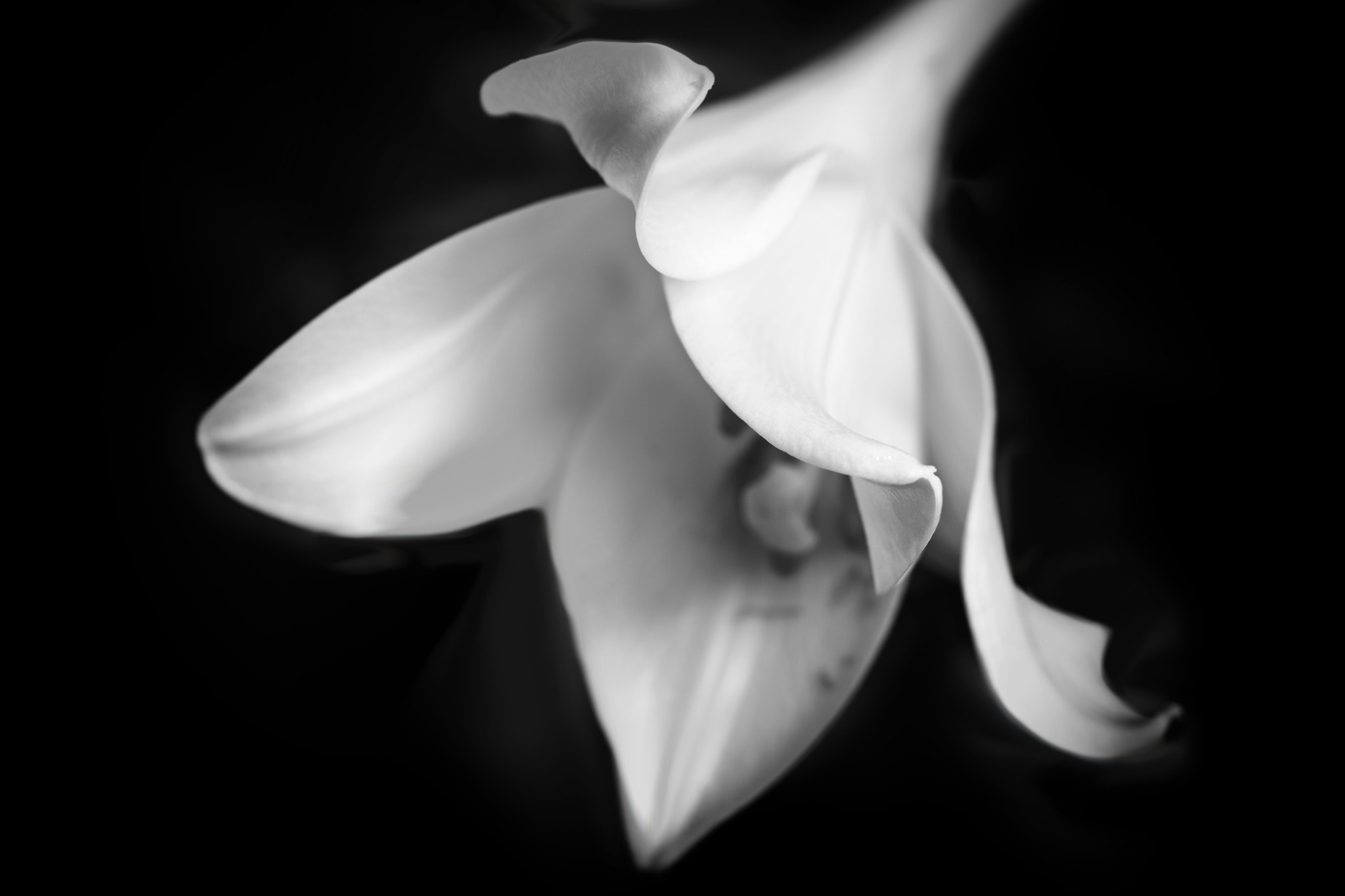Canon EF 100mm F2.8 Macro USM sample photo. Chanel photography