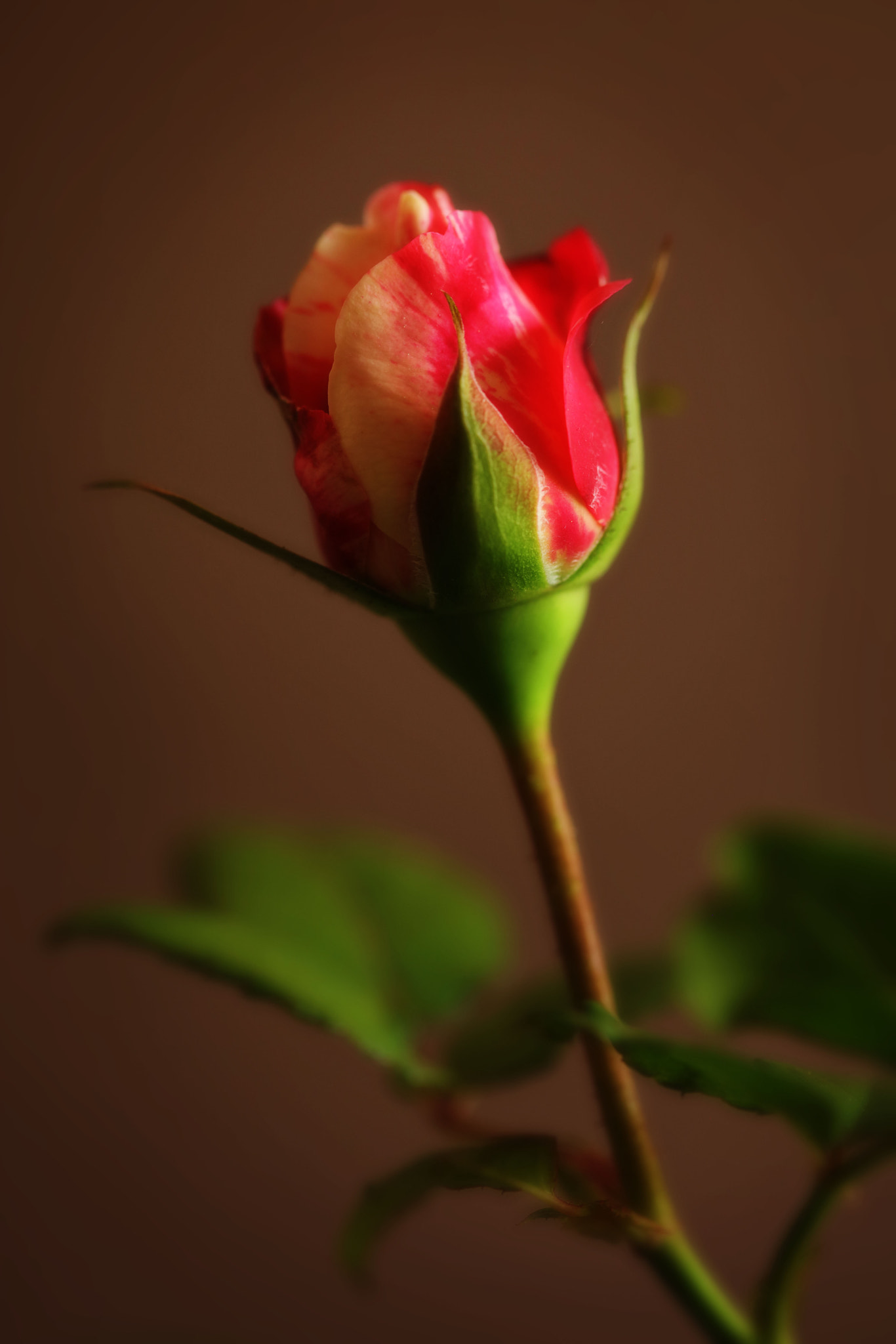 Canon EF 100mm F2.8 Macro USM sample photo. Baby girl photography