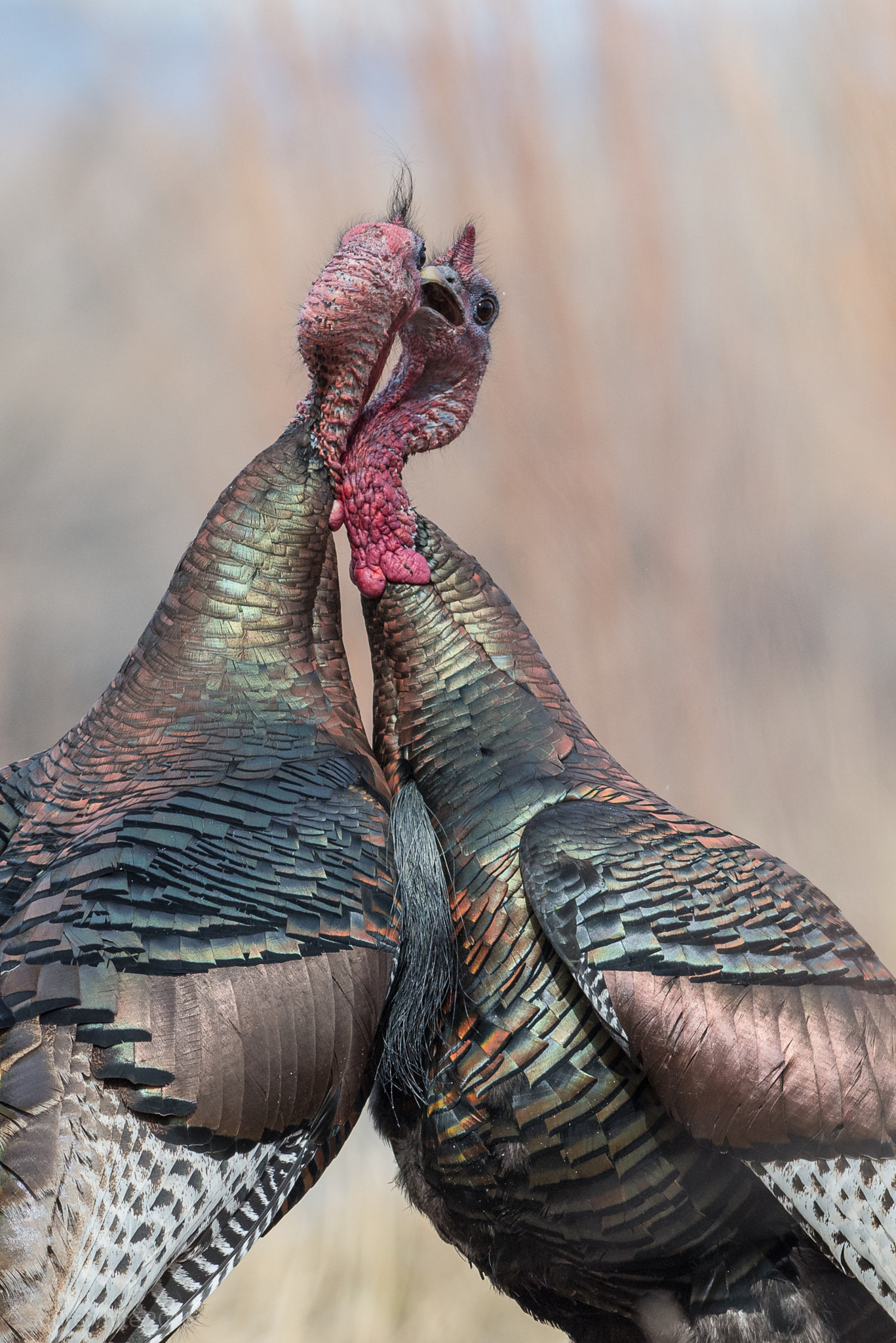 Nikon AF-S Nikkor 300mm F2.8G ED VR II sample photo. Anguish photography