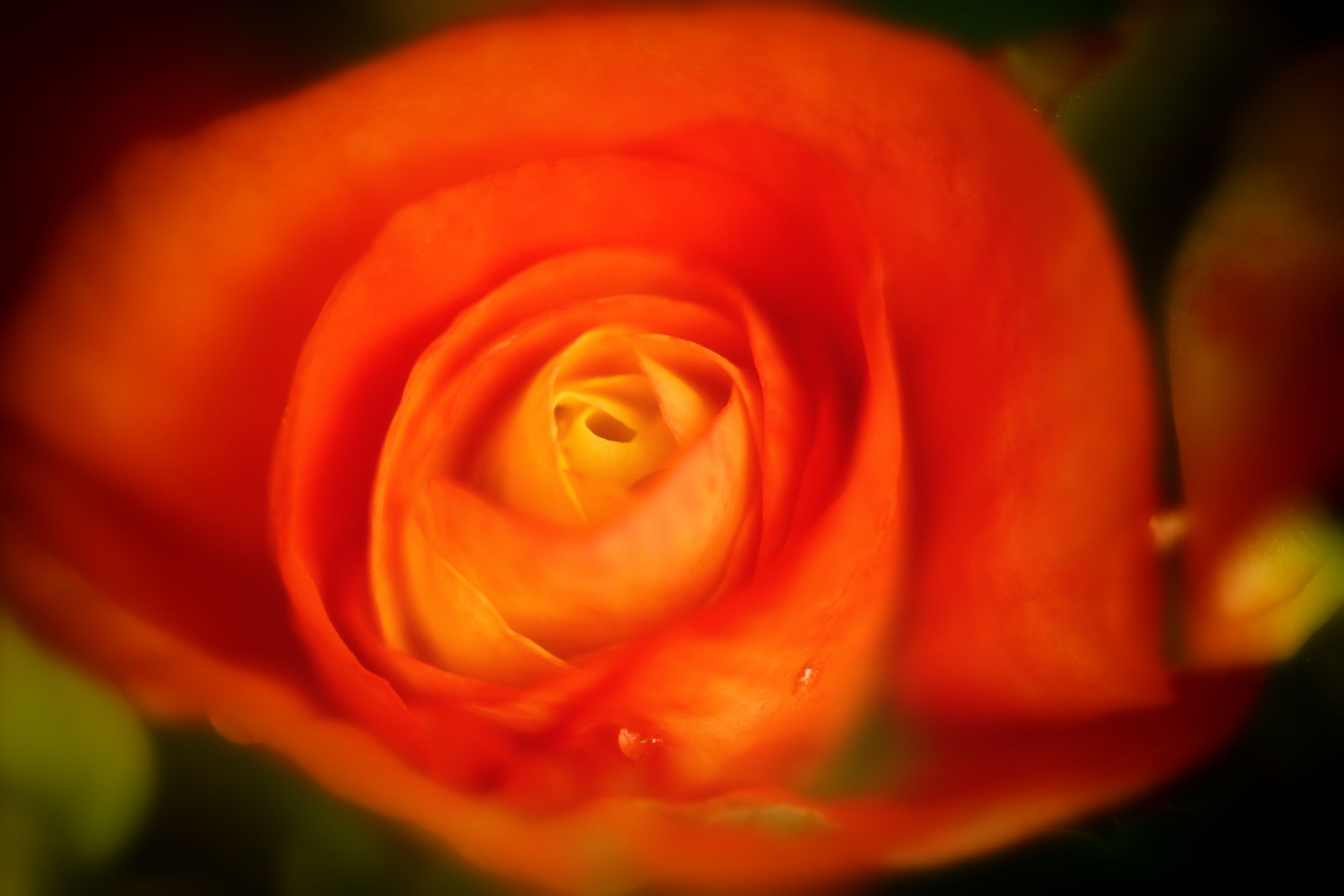 Canon EF 100mm F2.8 Macro USM sample photo. Something soft photography