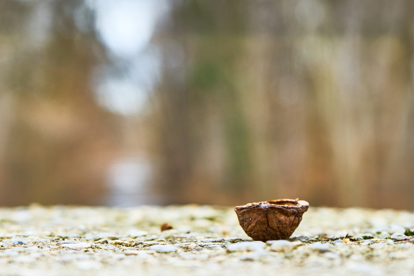 Sony a7 sample photo. Little nut photography