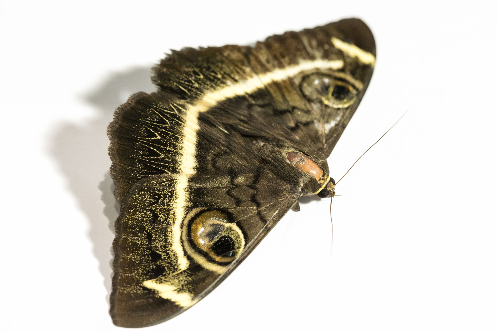 Canon EF 100mm F2.8 Macro USM sample photo. Owlet moth photography